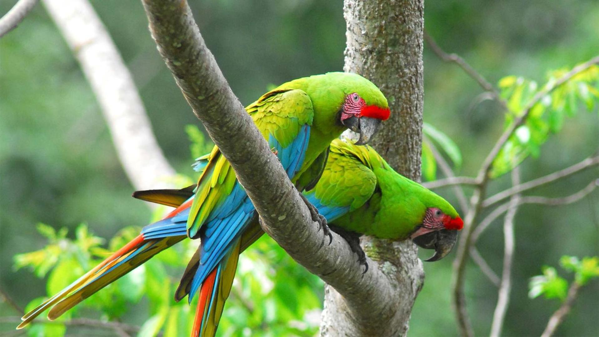 Caribbean View Tortuguero