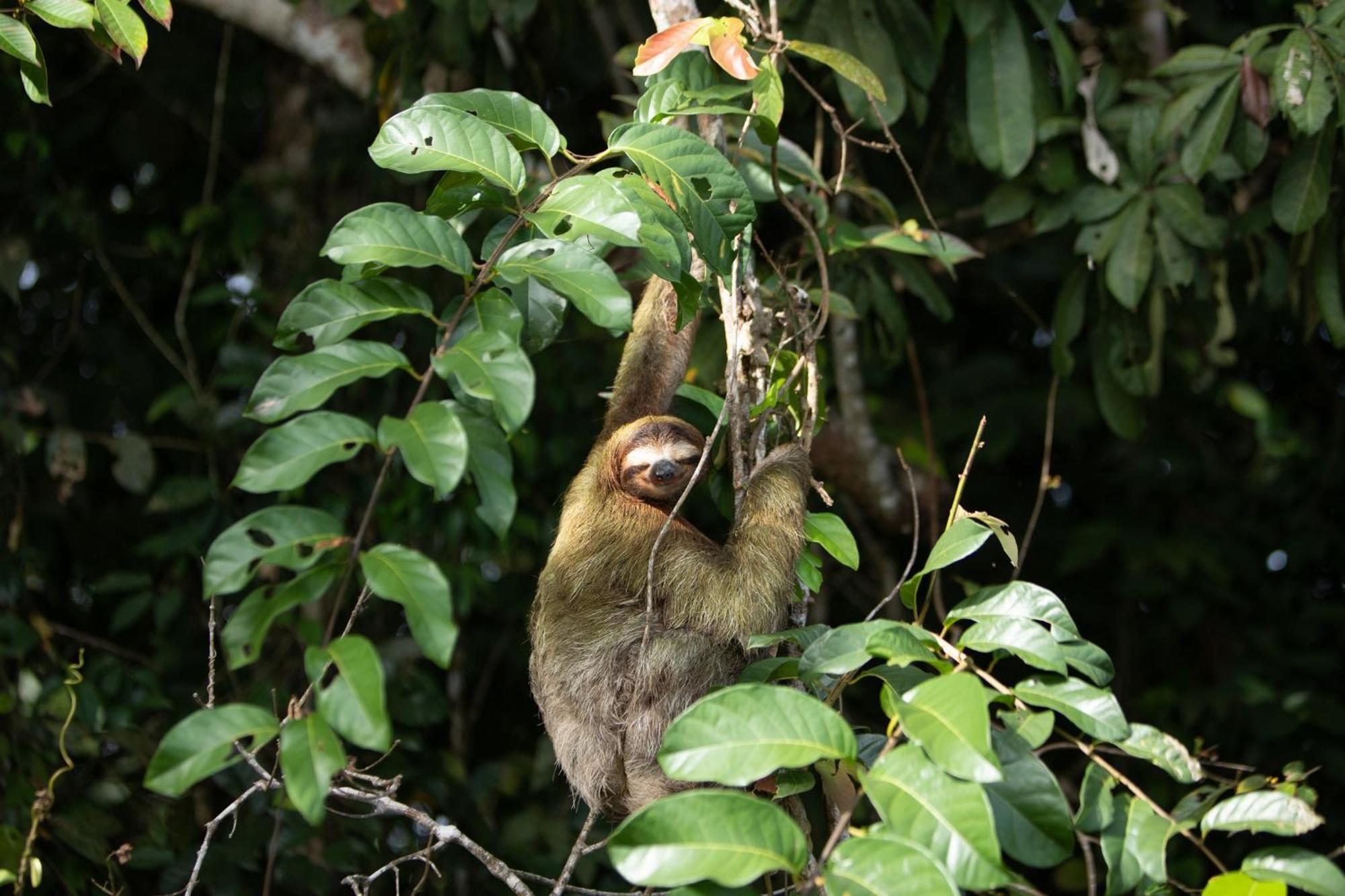 Evergreen Lodge Tortuguero