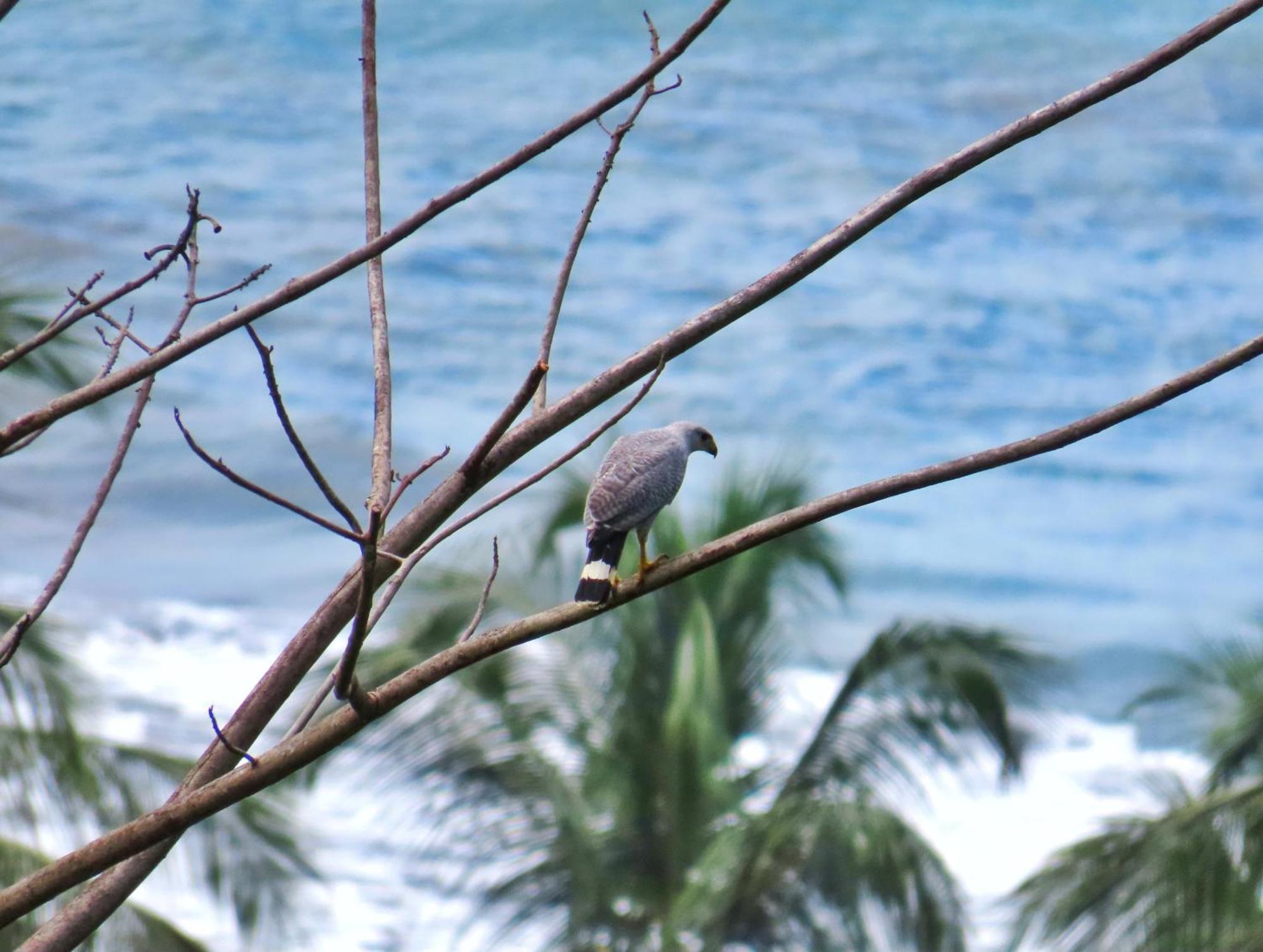 Bella Vista Corcovado * Drake Bay