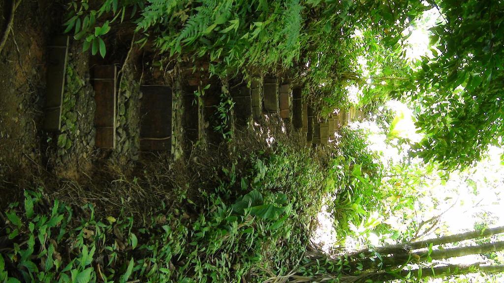 Ka'kau Jungle Cabinas