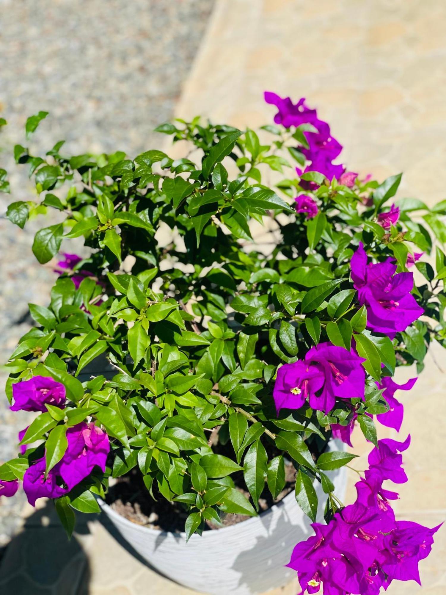 La Fiore De Bahia