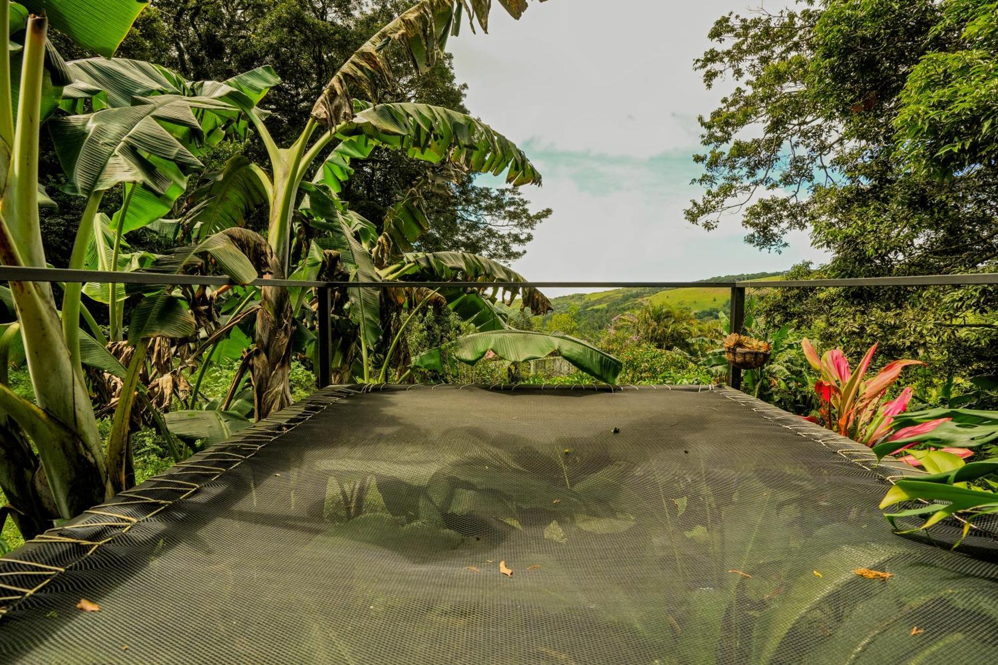 Tityra * Monteverde