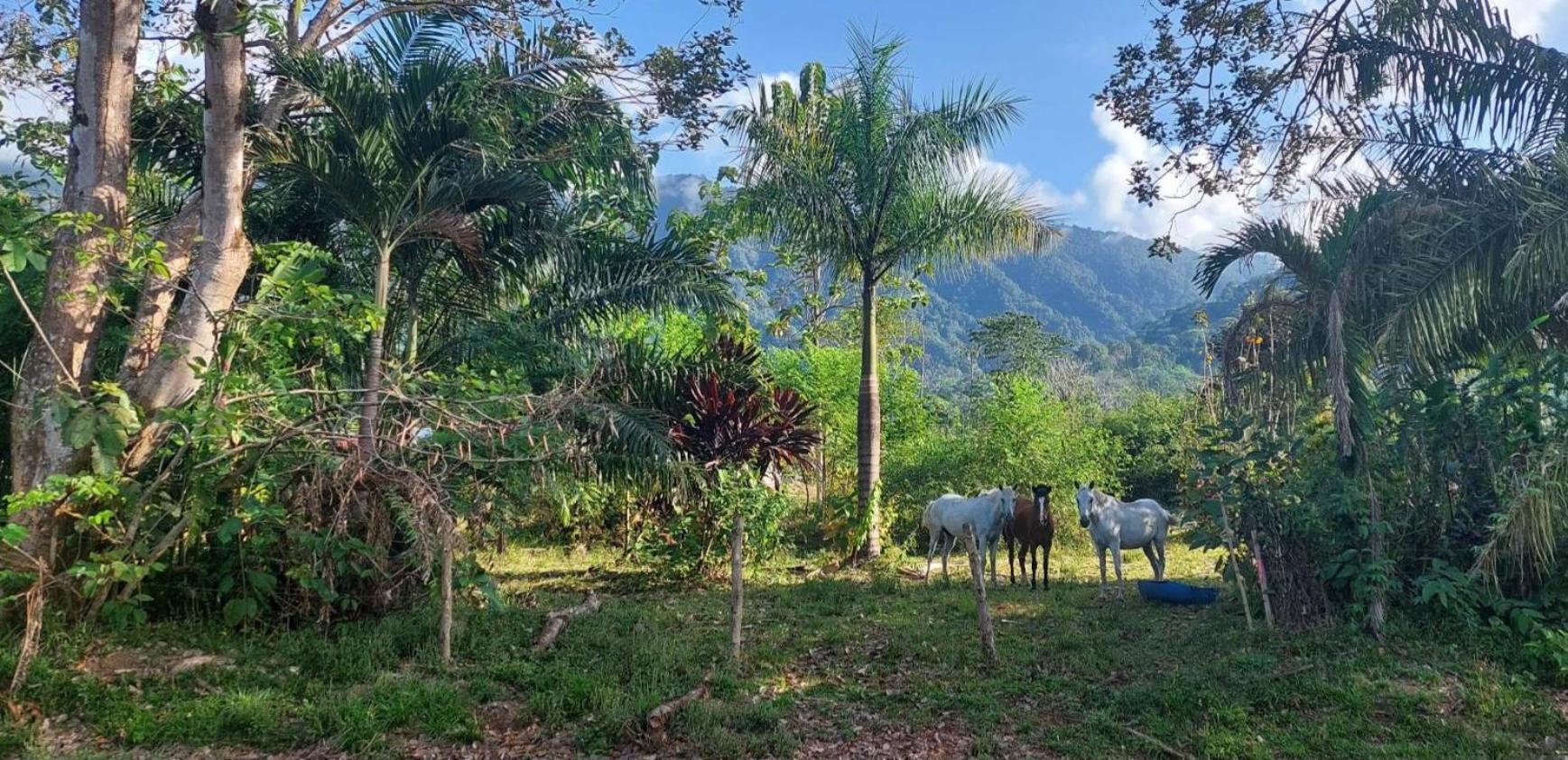 Brisas Del Sur Ojochal