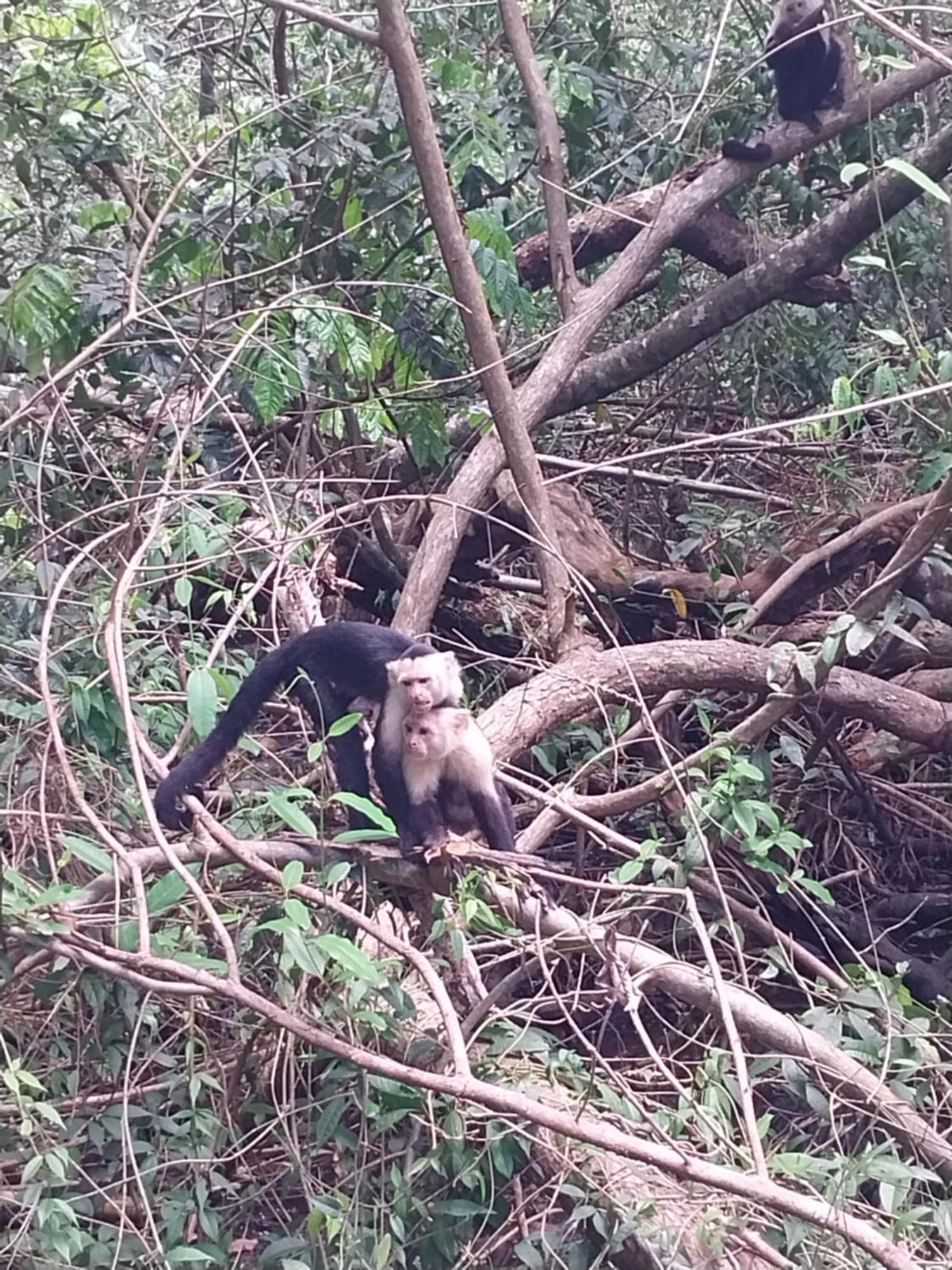 Happy Monkeys *