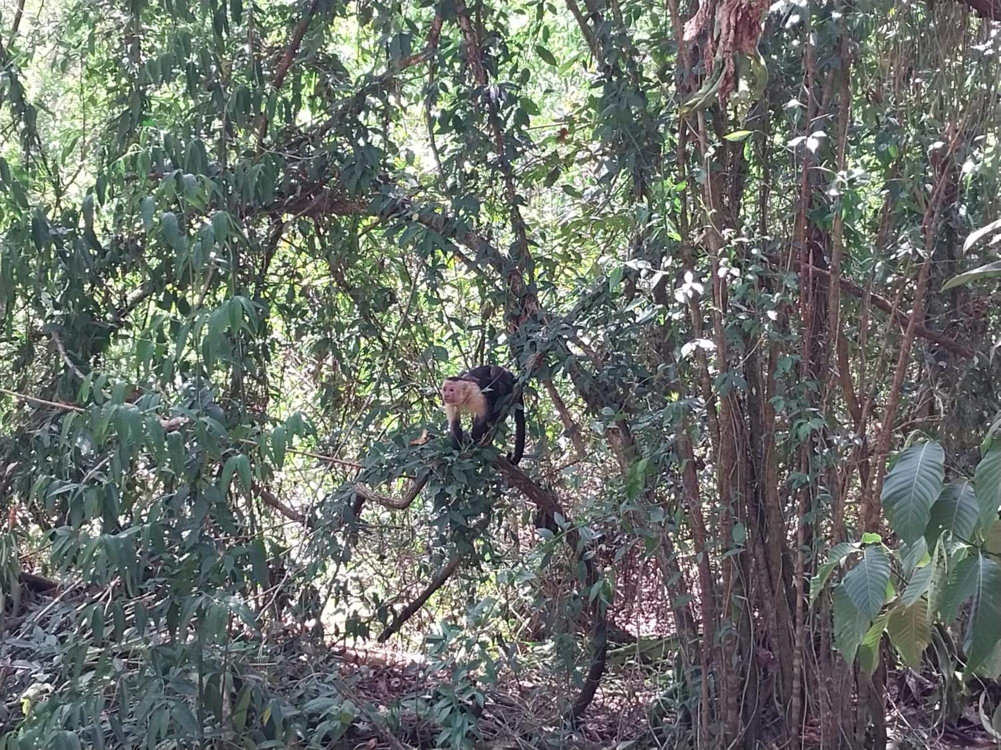Happy Monkeys Holiday home Puerto Jimenez