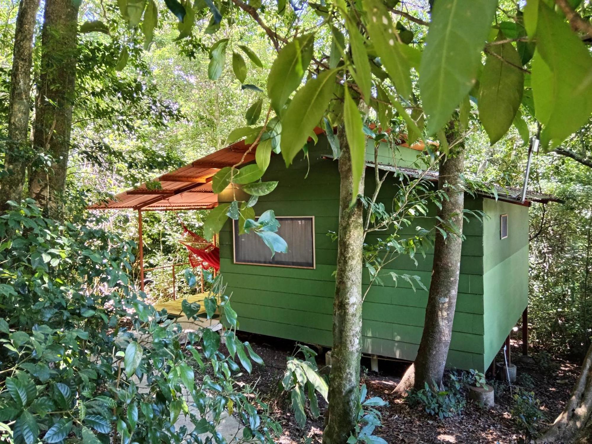 Lodge Jungle Living Tree *