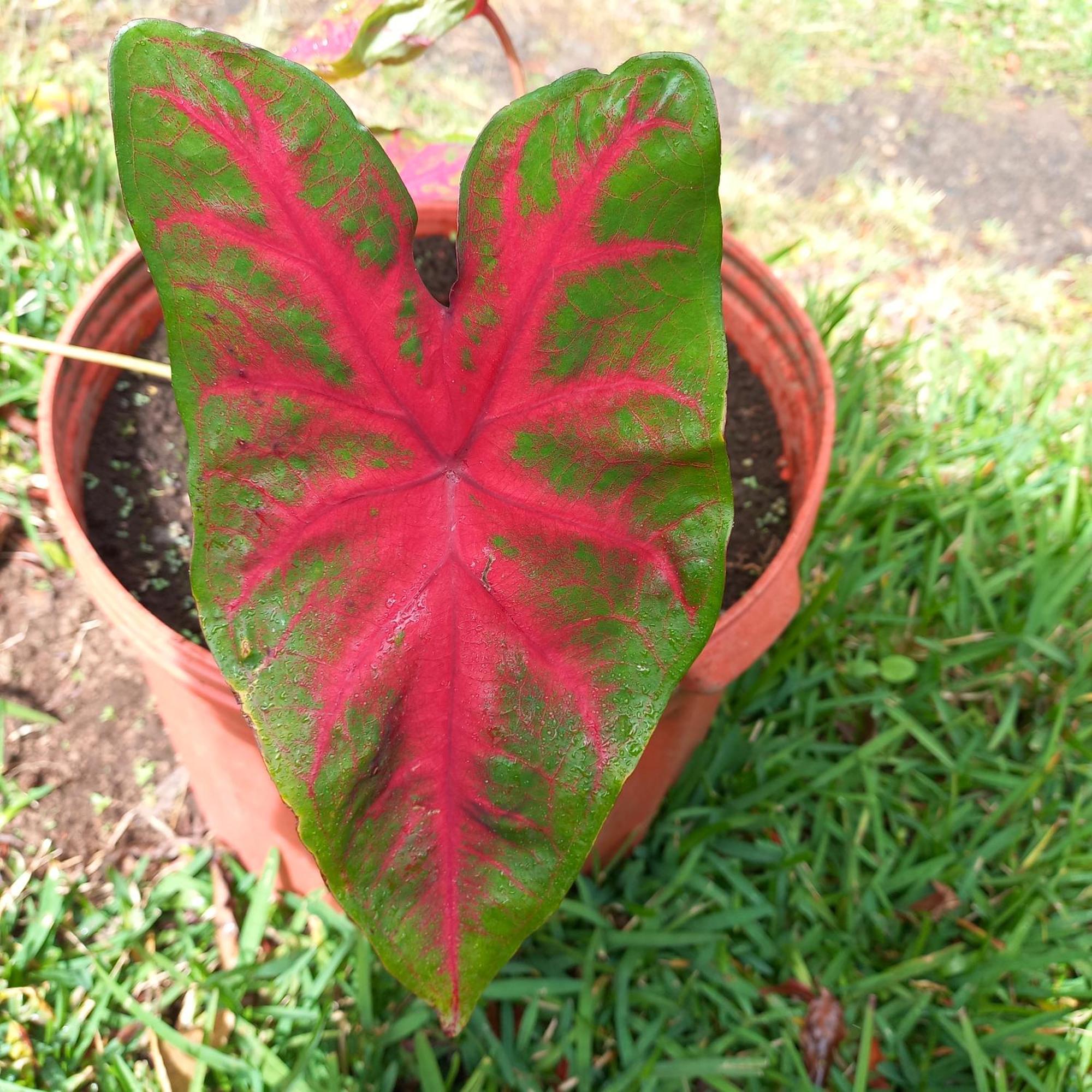 Romantic Holiday home Monteverde
