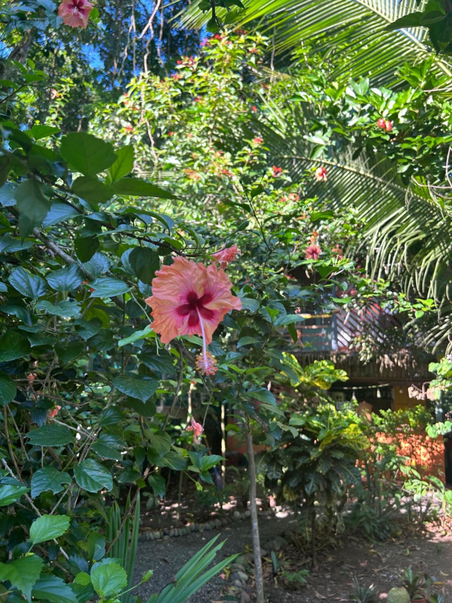 Organico Punta Riel Guest house *