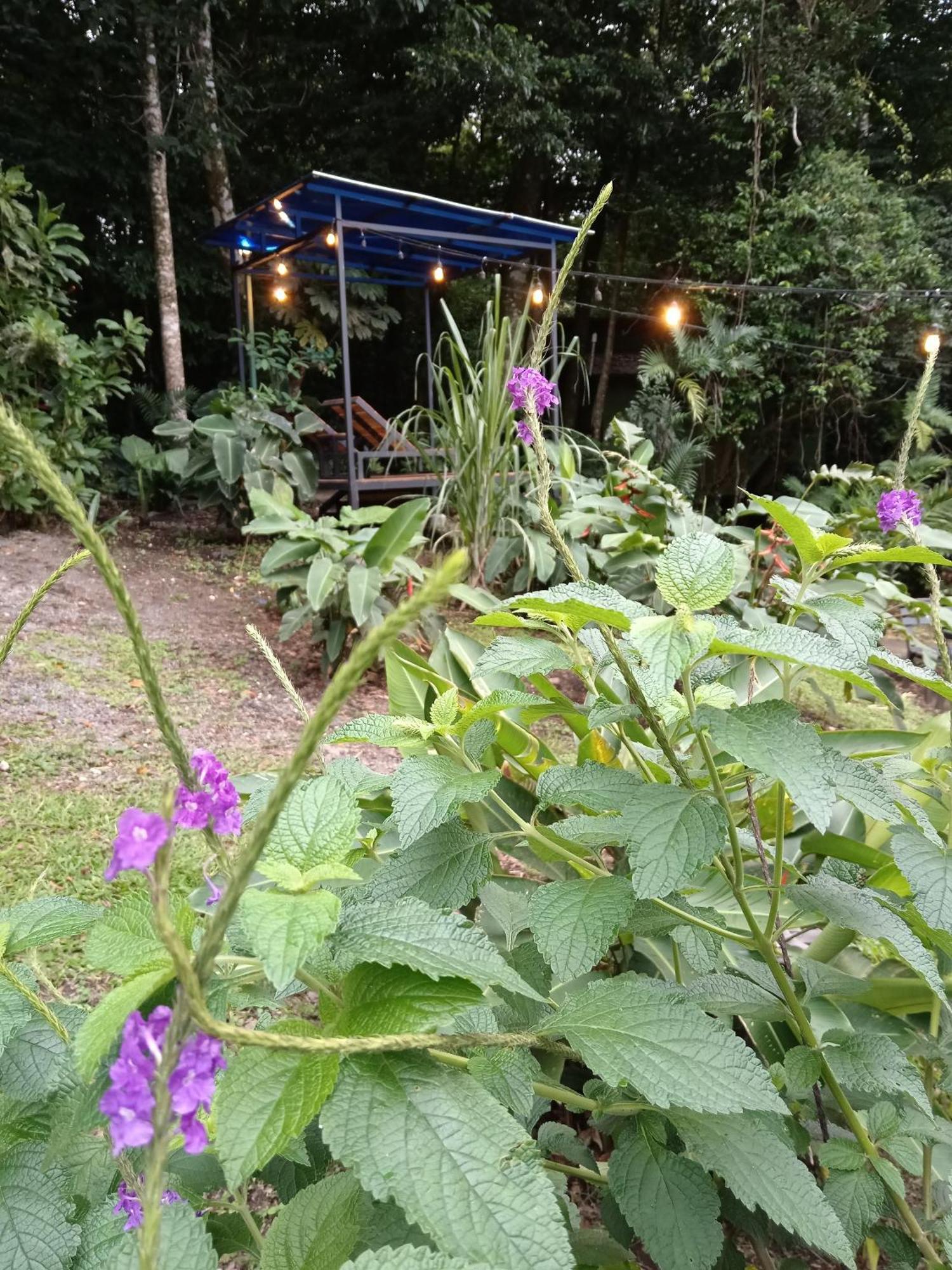 Jungle Living Tree Lodge Monteverde