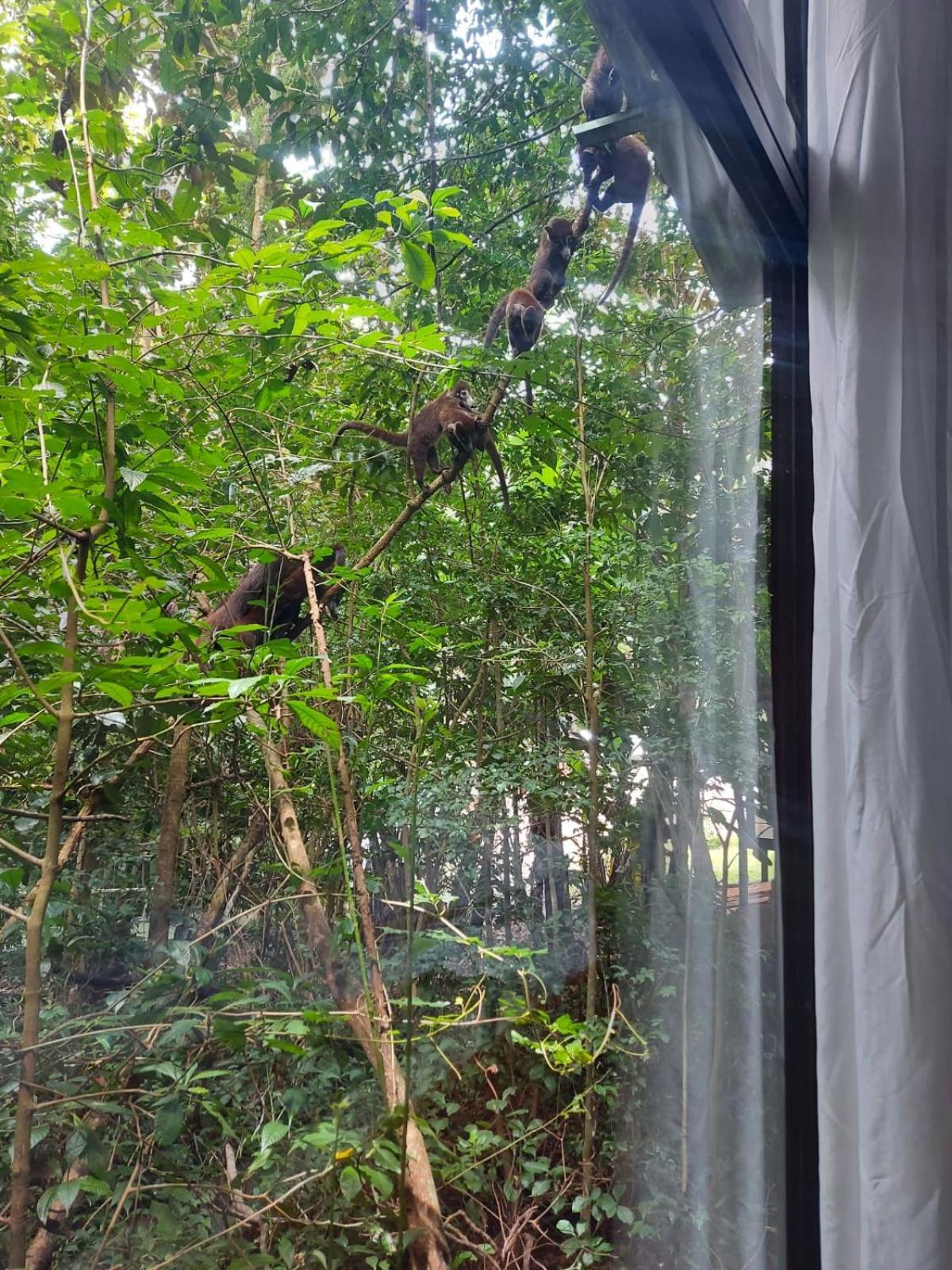 Jungle Living Tree