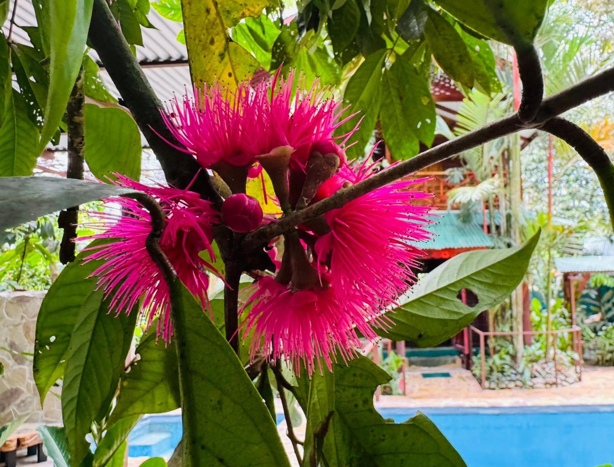 Private Villa, Pool, Hot Jacuzzi In Puerto Viejo *