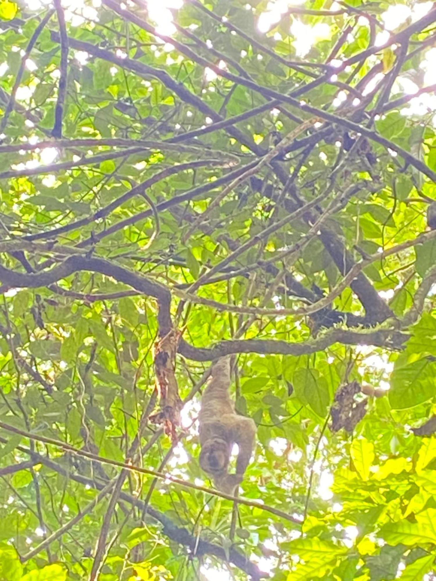 The Sloth Retreat & Fortuna Apartment *