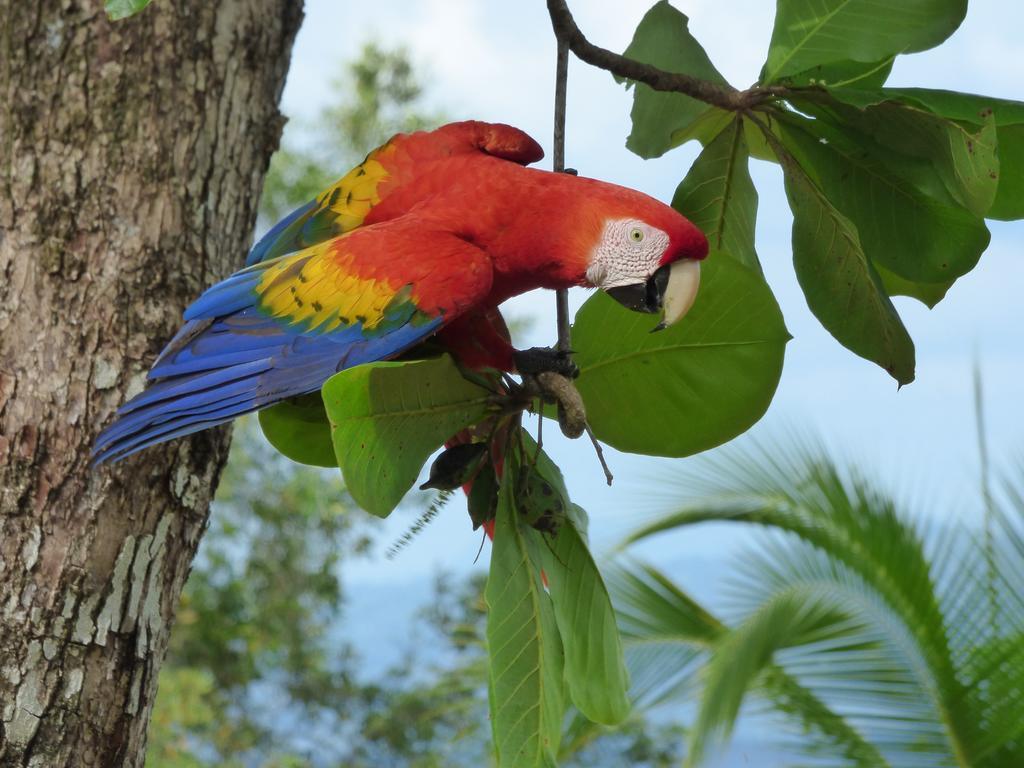 Lodge Corcovado