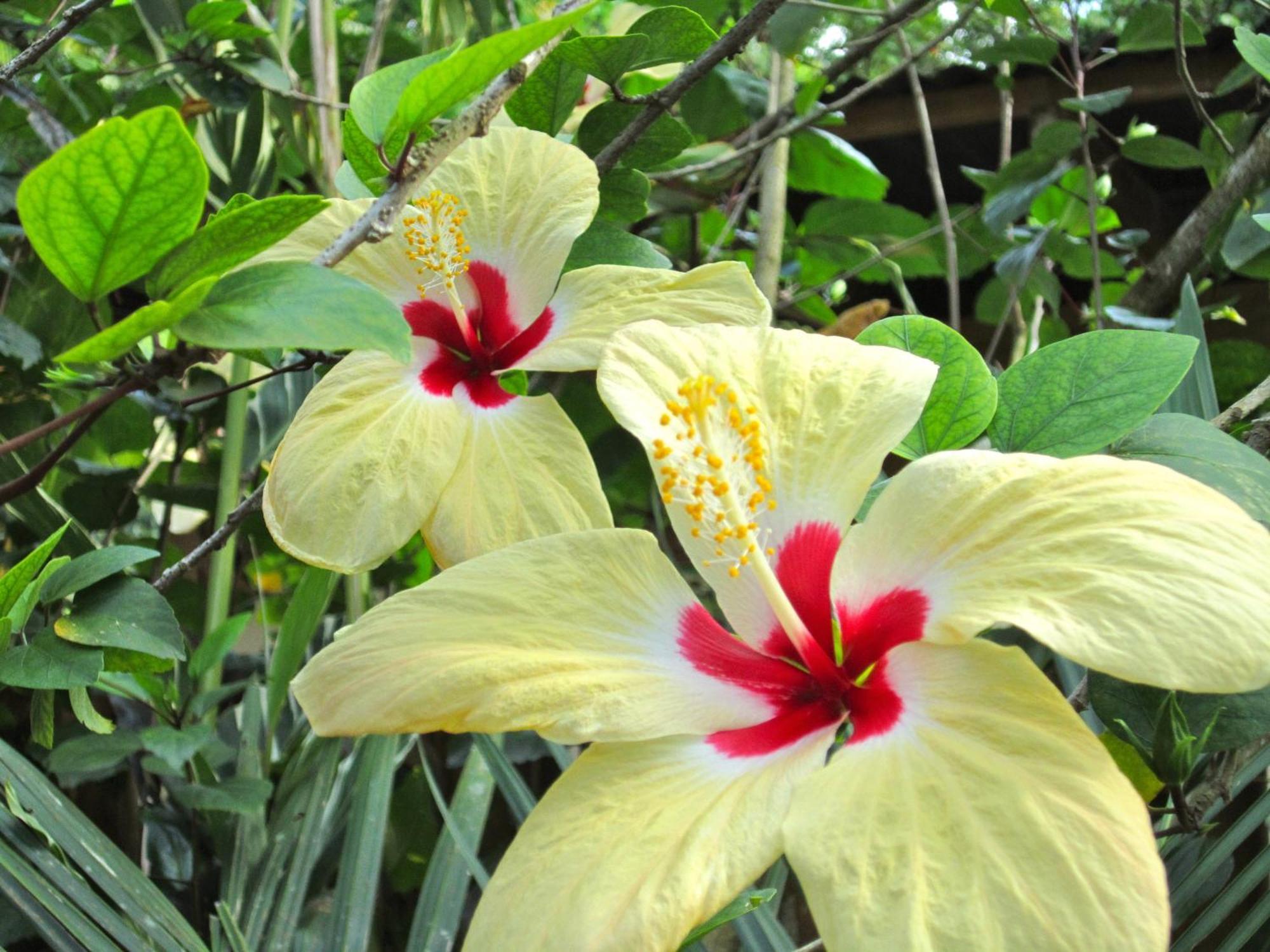 Physis Caribbean