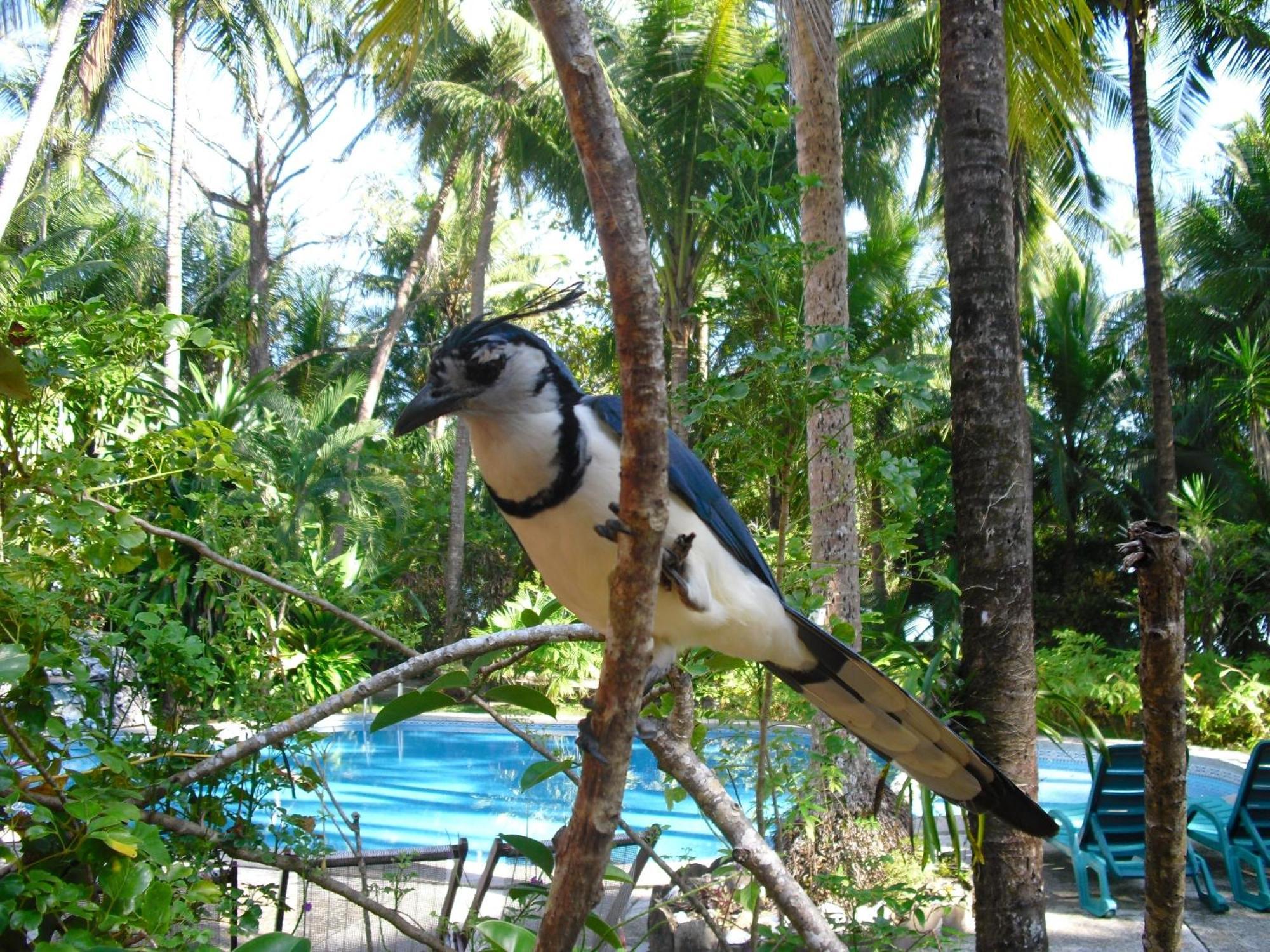 Lodge Calala Cabuya (Puntarenas)