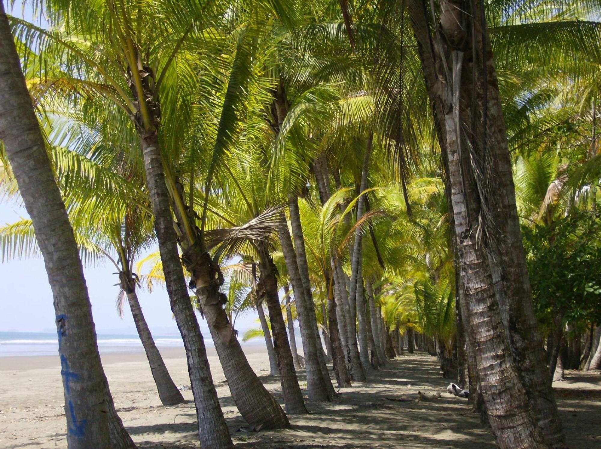 La Palapa 4*