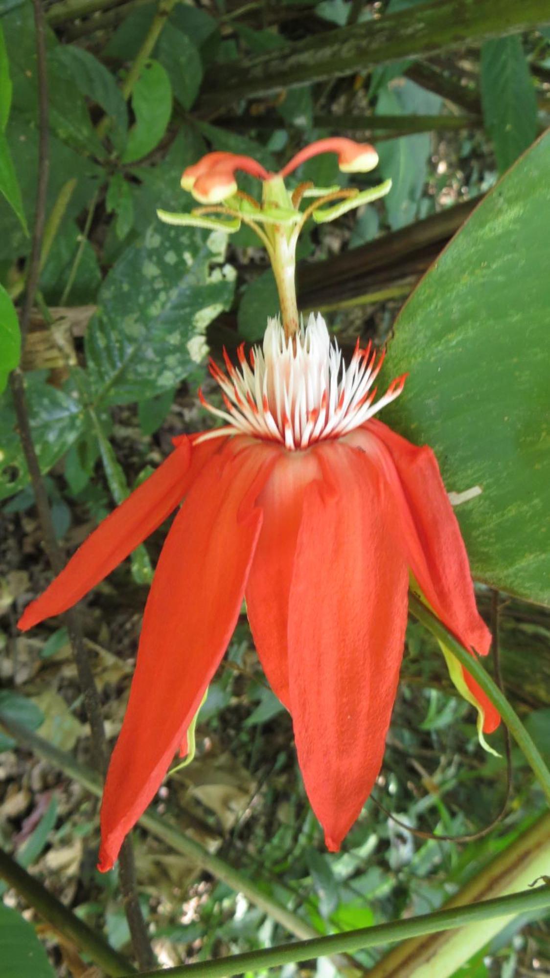 Bed & Breakfast El Tucan Jungle