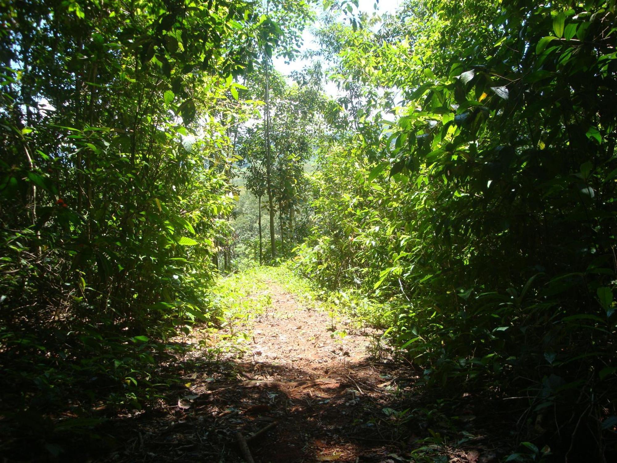Isla Violin Eco-lodge *