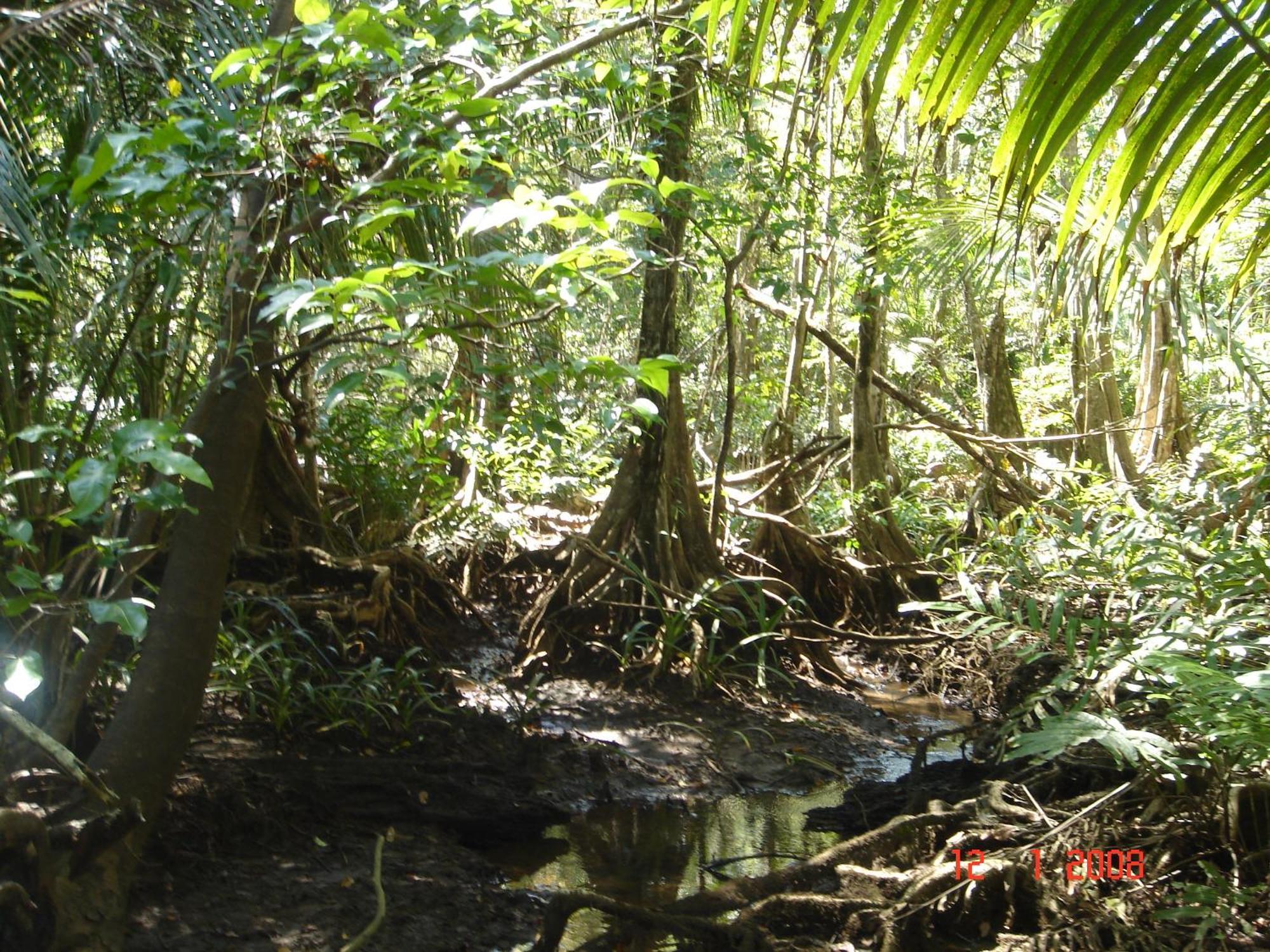 Isla Violin Eco-lodge *