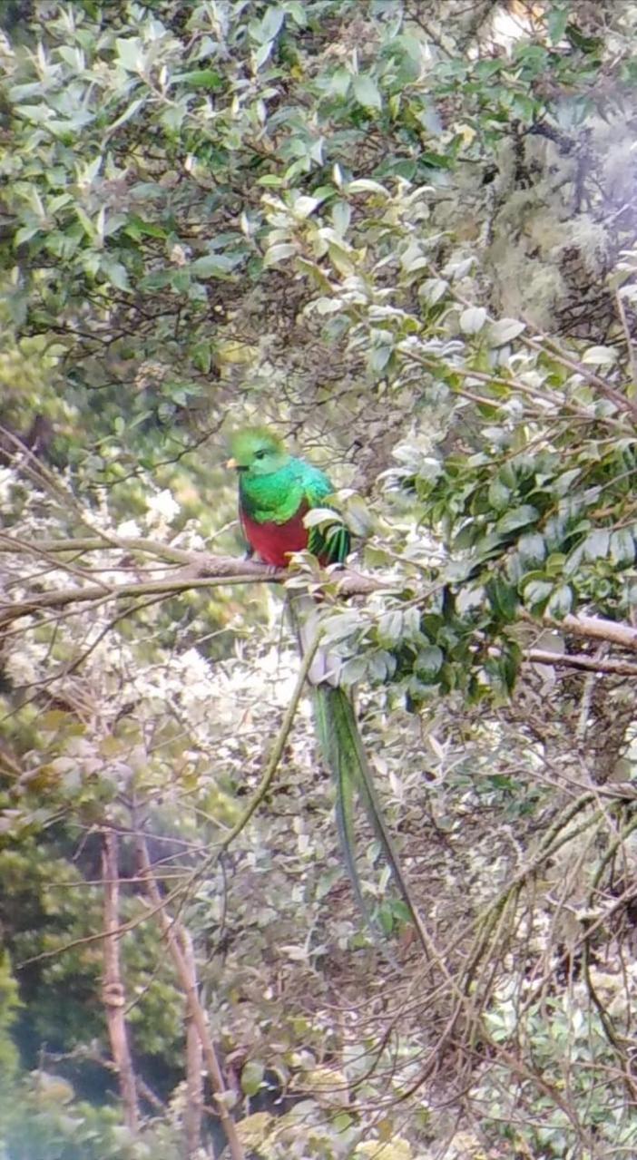 Bed & Breakfast Miriam's Quetzals