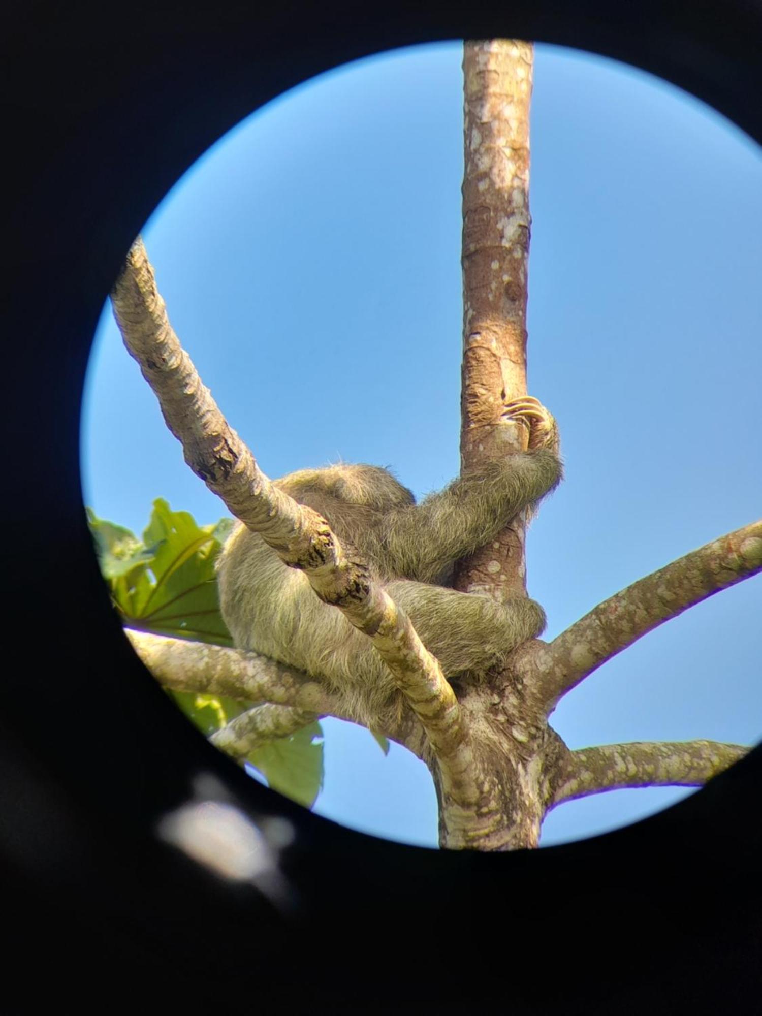 Onca Tours & Treehouses Lodge