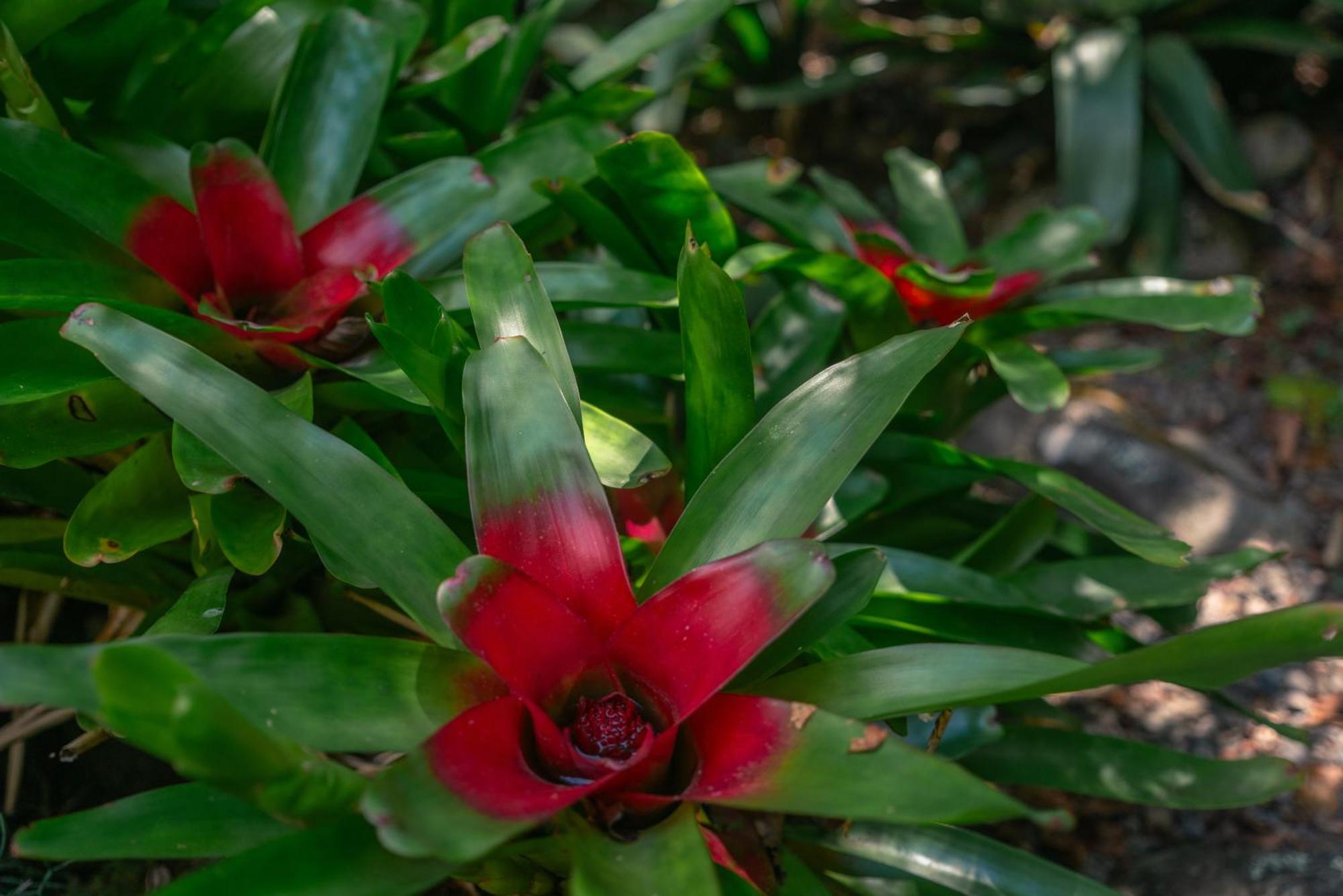 Jardines Secretos