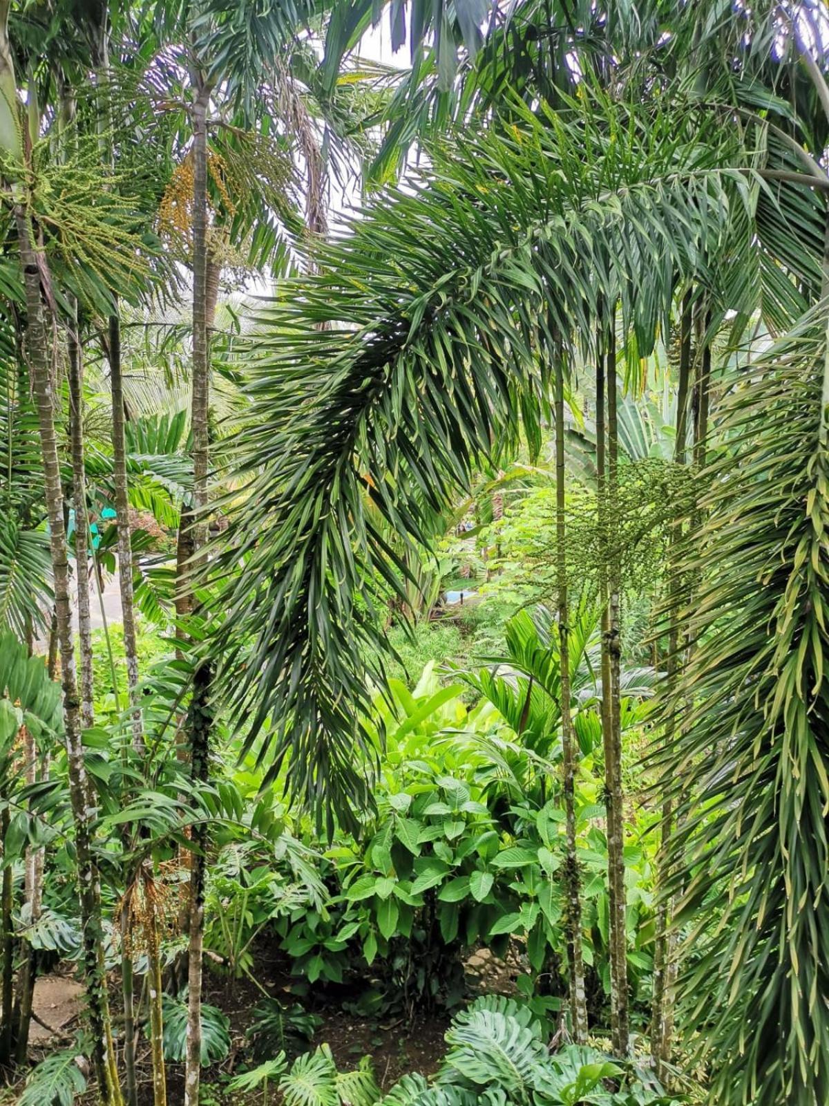 Diuwak Hotel Dominical