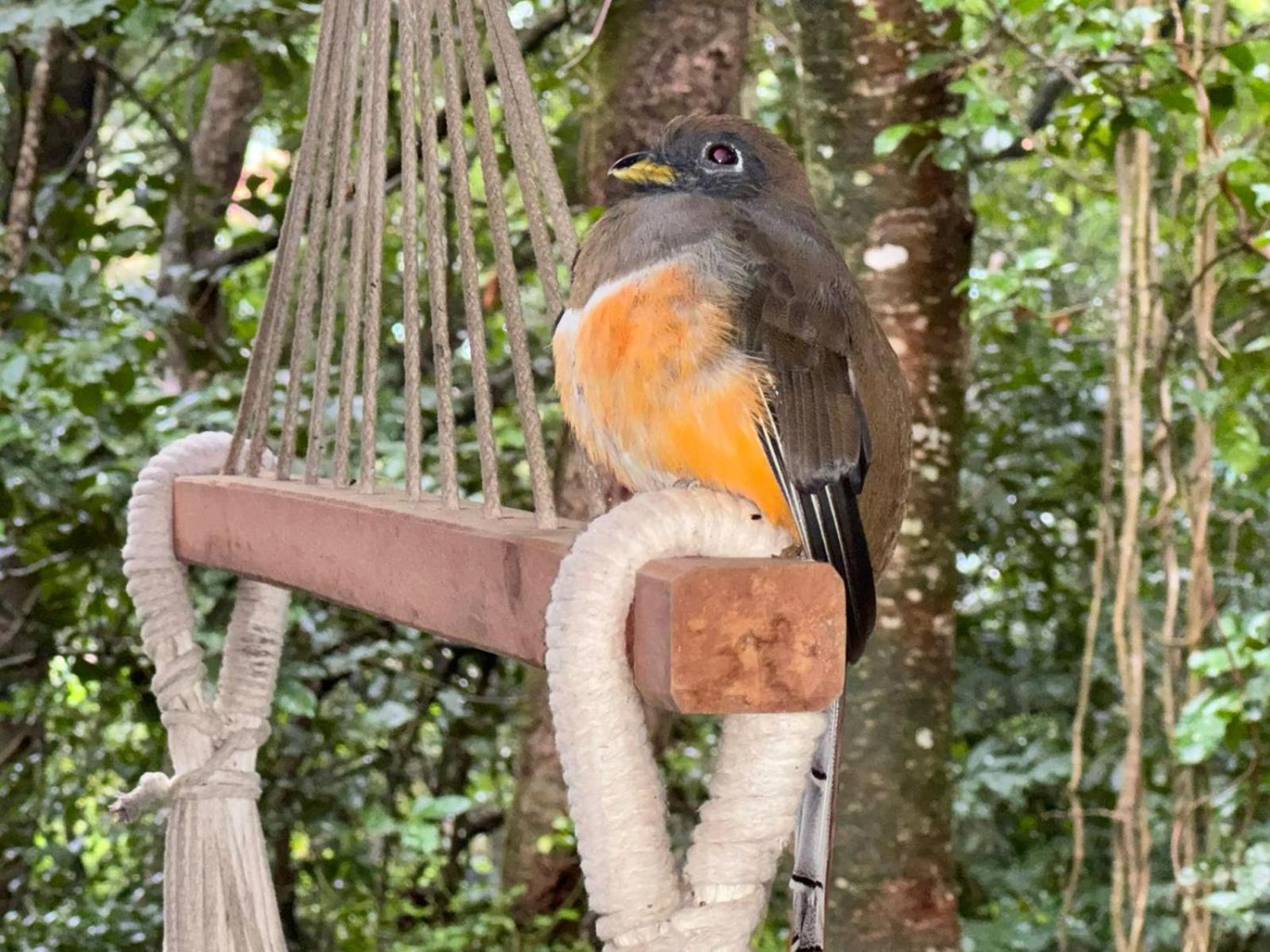 Tree House Bosque Nuboso Campsite