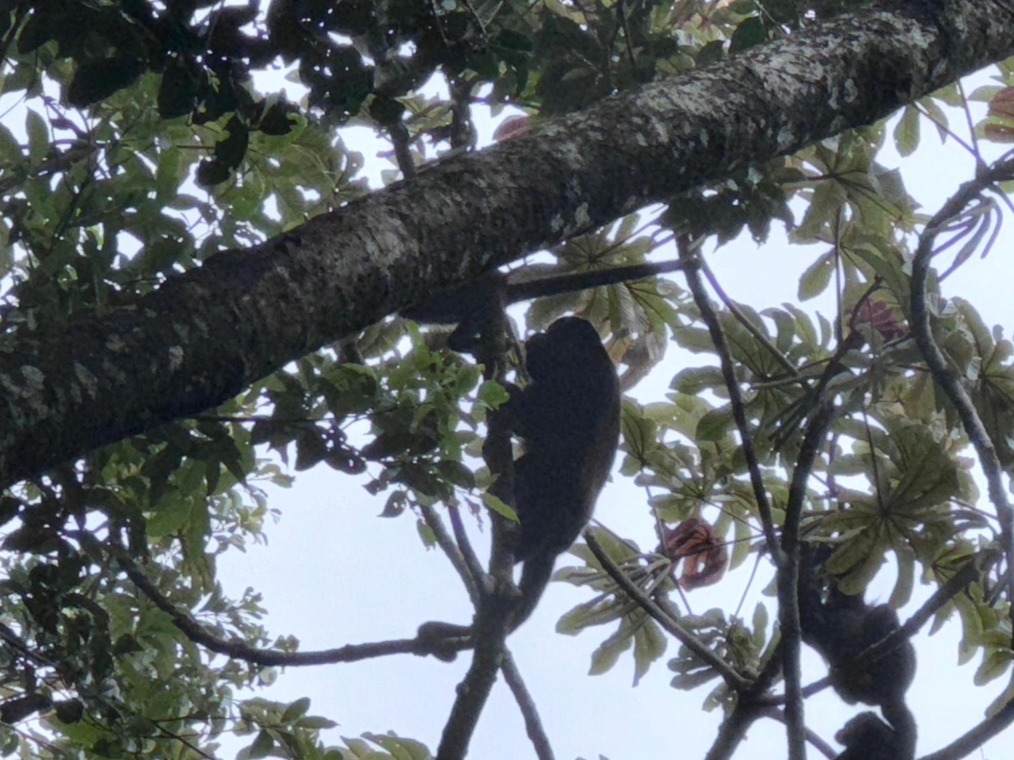 Tree House Bosque Nuboso Campsite Monteverde