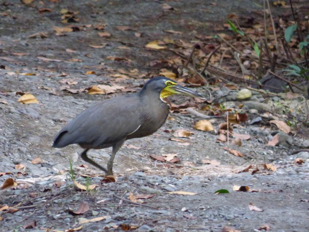 Lodge Corcovado