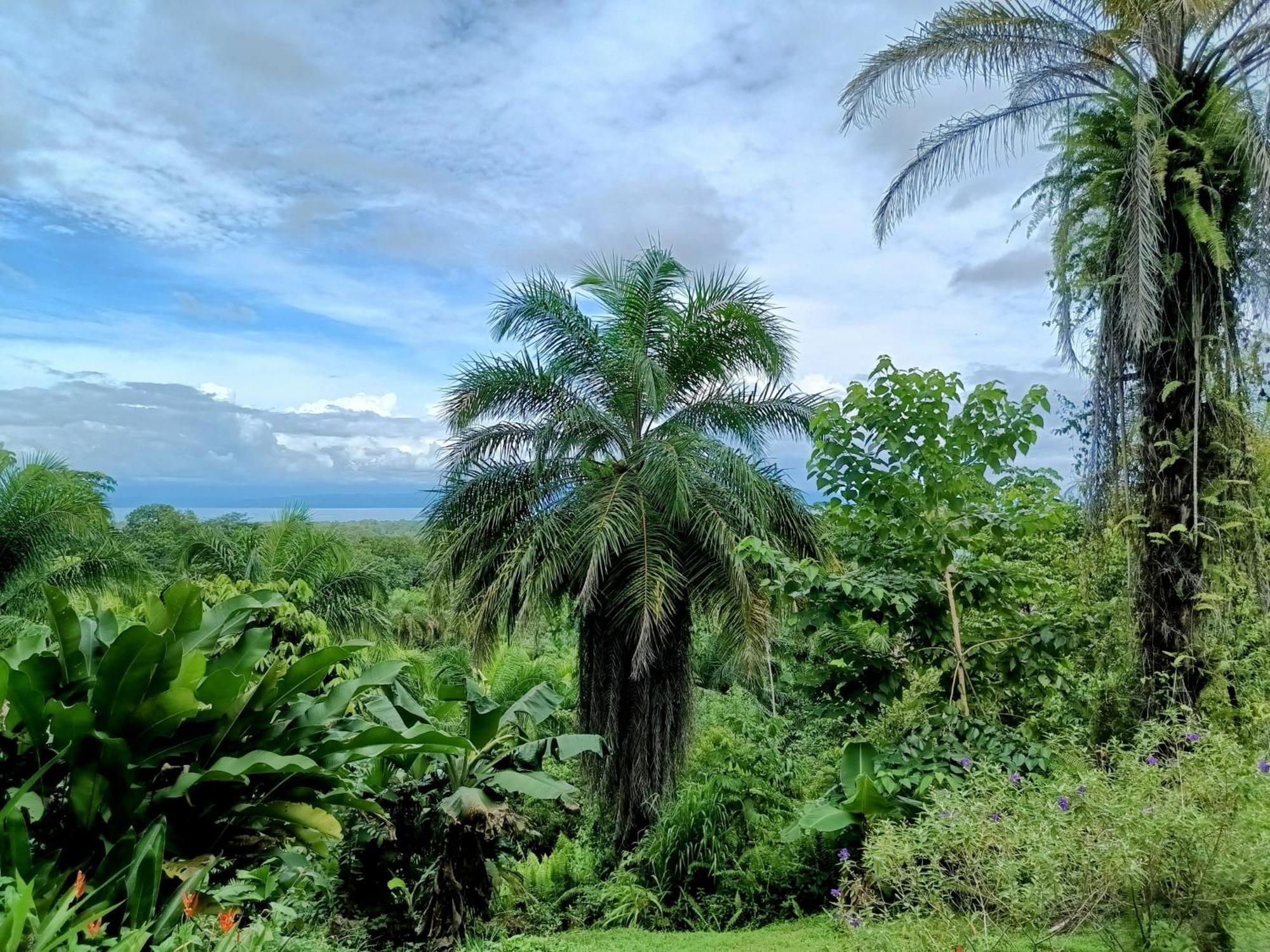 Osa Private Renting House-villas-tented-best Views-nature-comfort Villa Puerto Jimenez