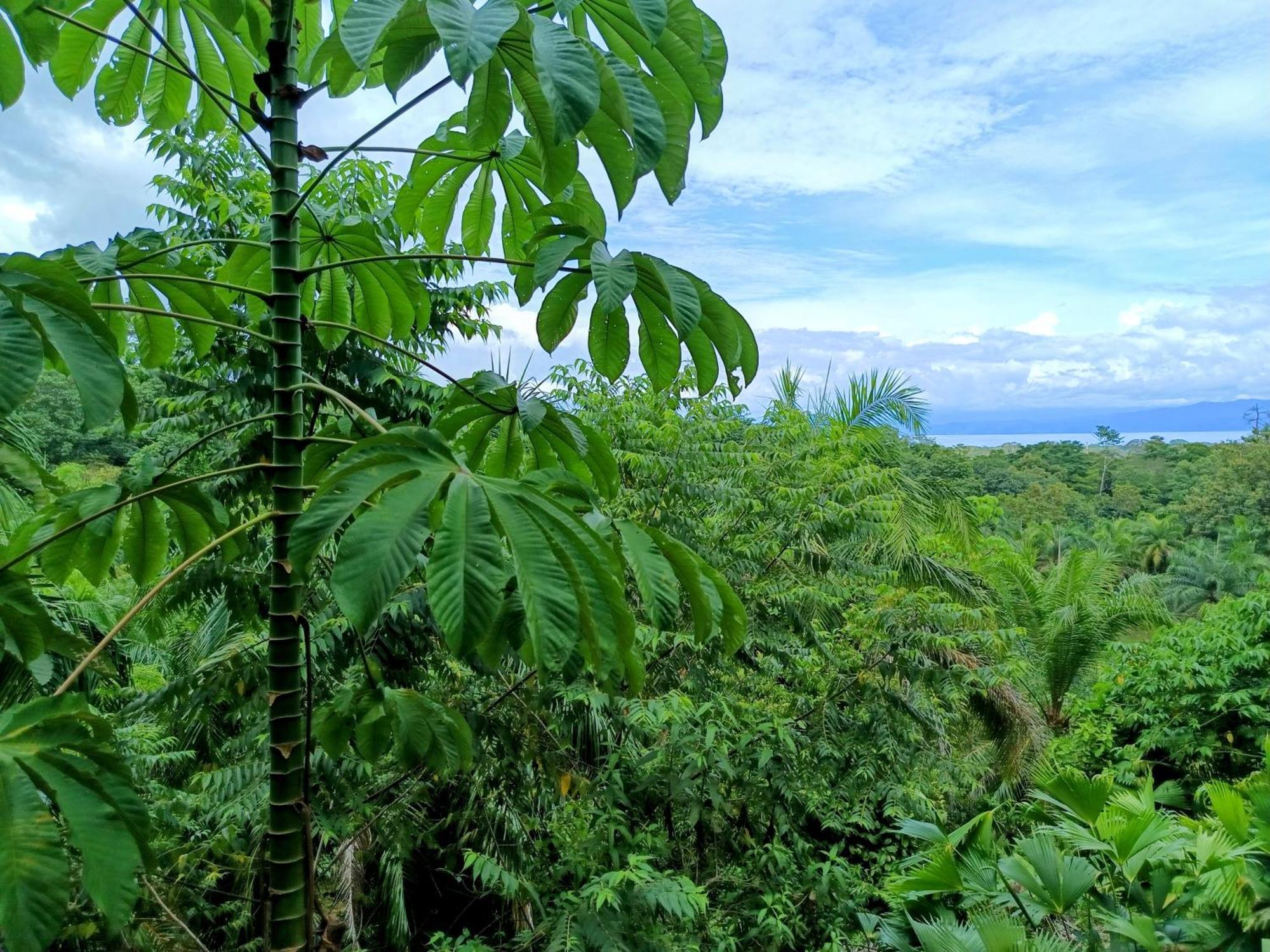 Villa Osa Private Renting House-villas-tented-best Views-nature-comfort Puerto Jimenez