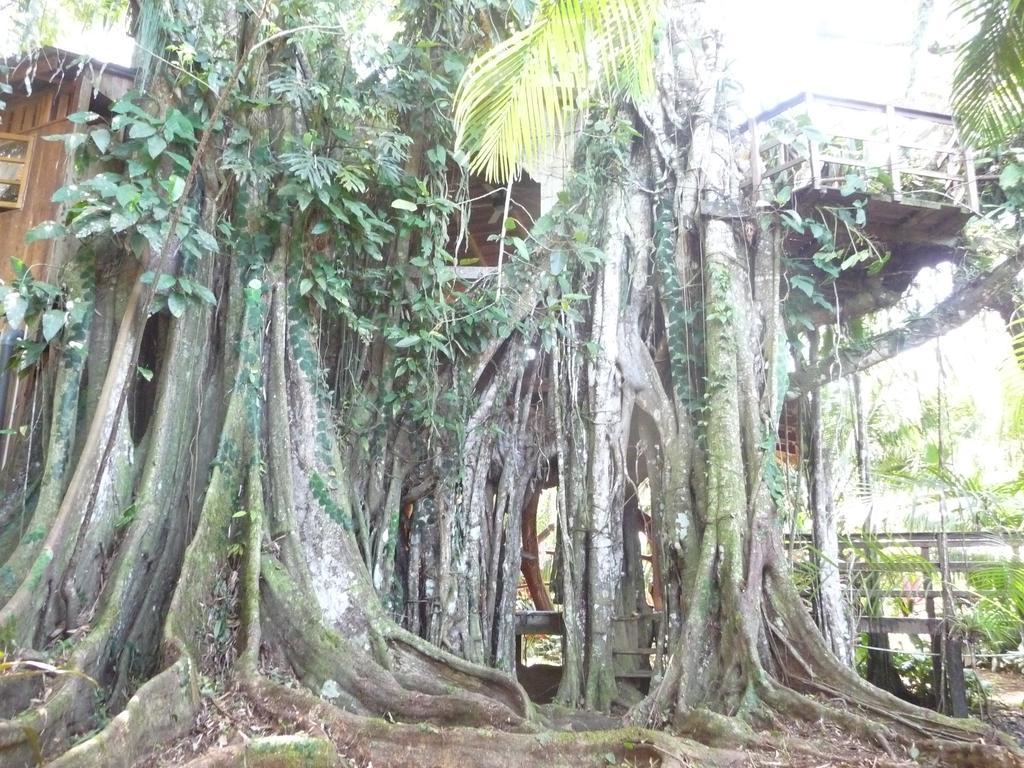 Topos Tree House Cahuita