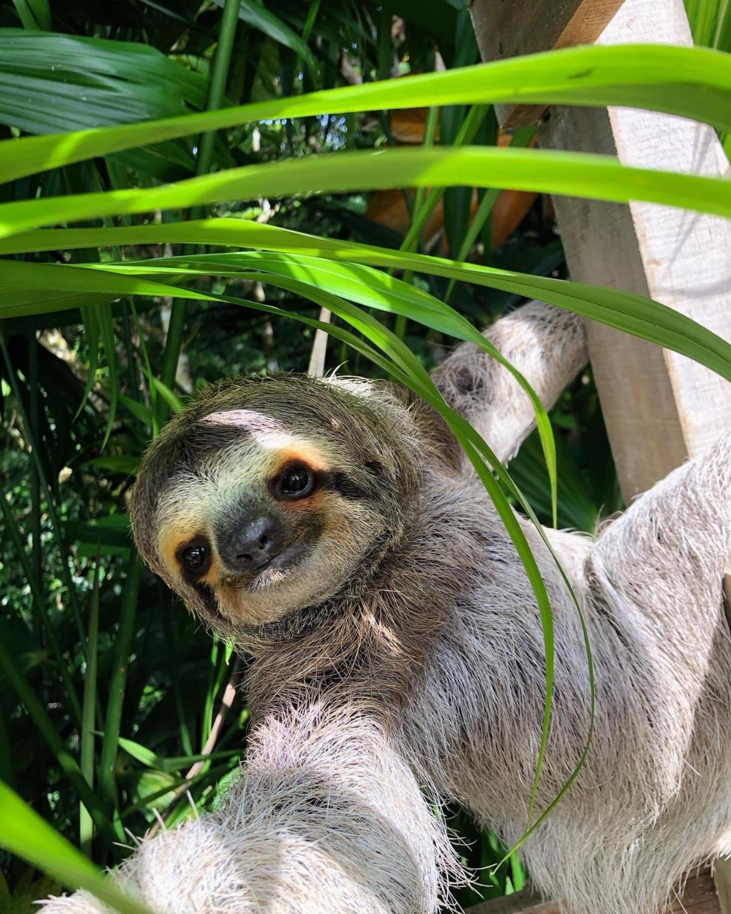 Ceiba Hotel *