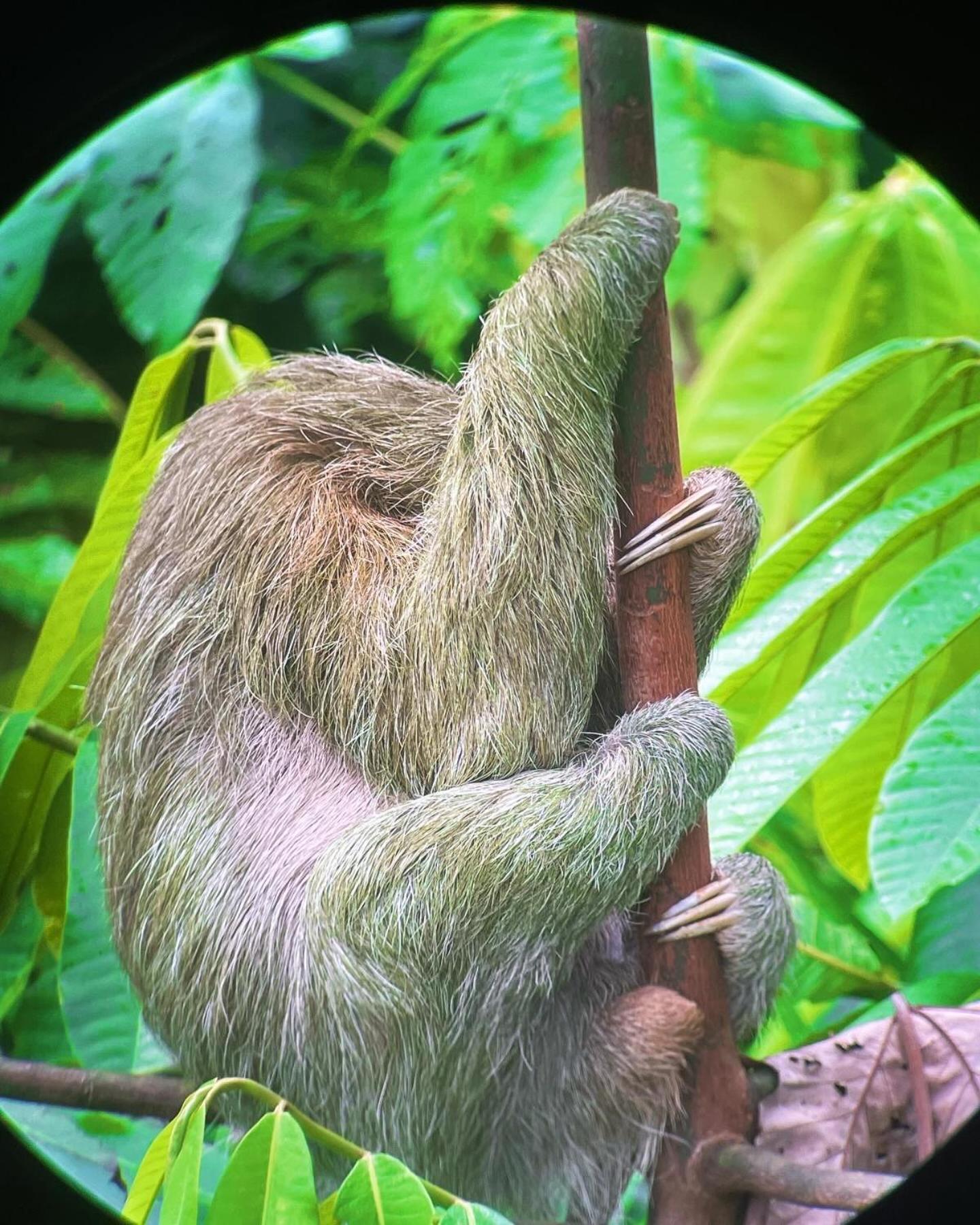 Ceiba *