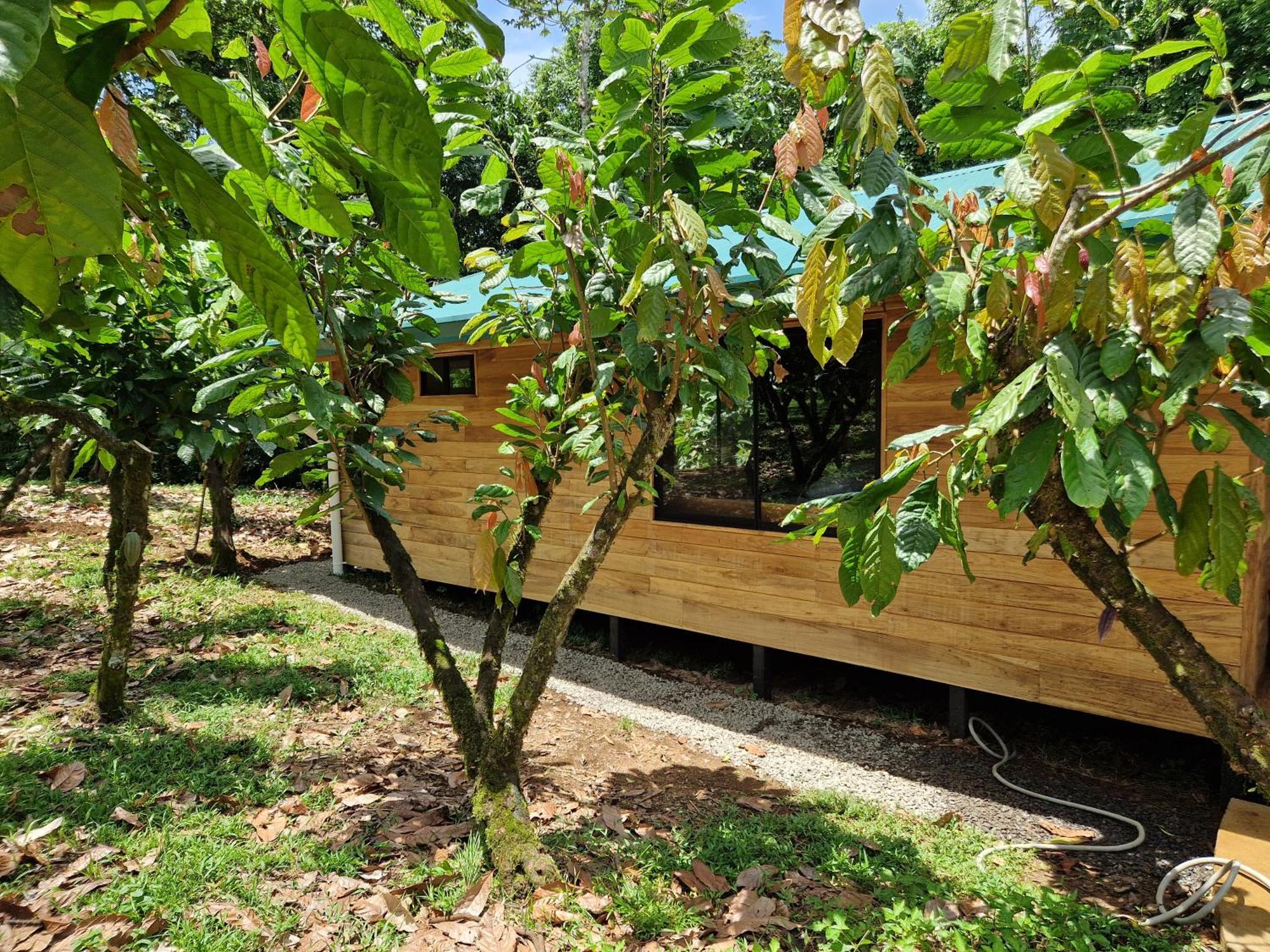 Amistad Cacao Bijagua