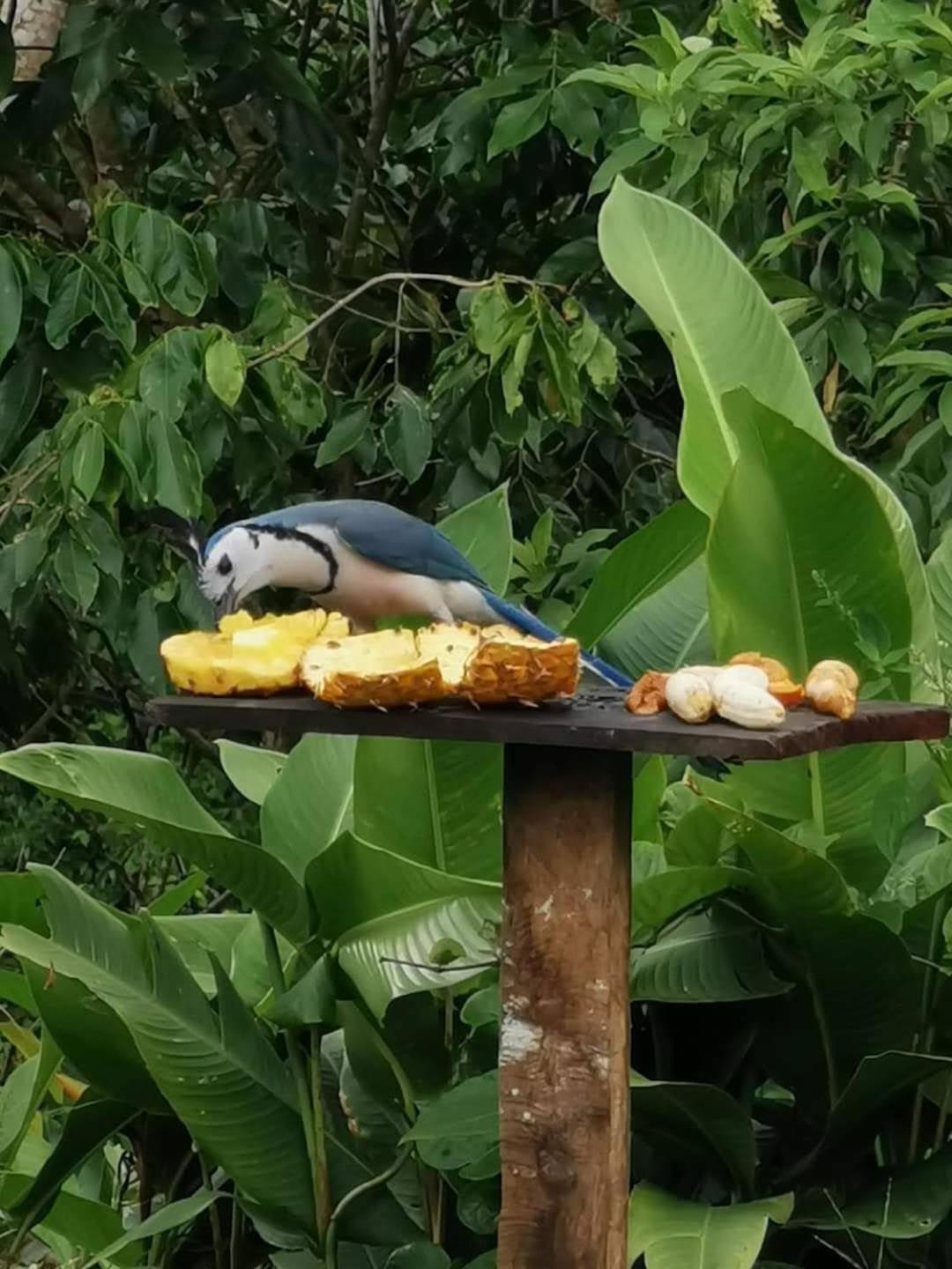 Sunset Bed & Breakfast La Fortuna