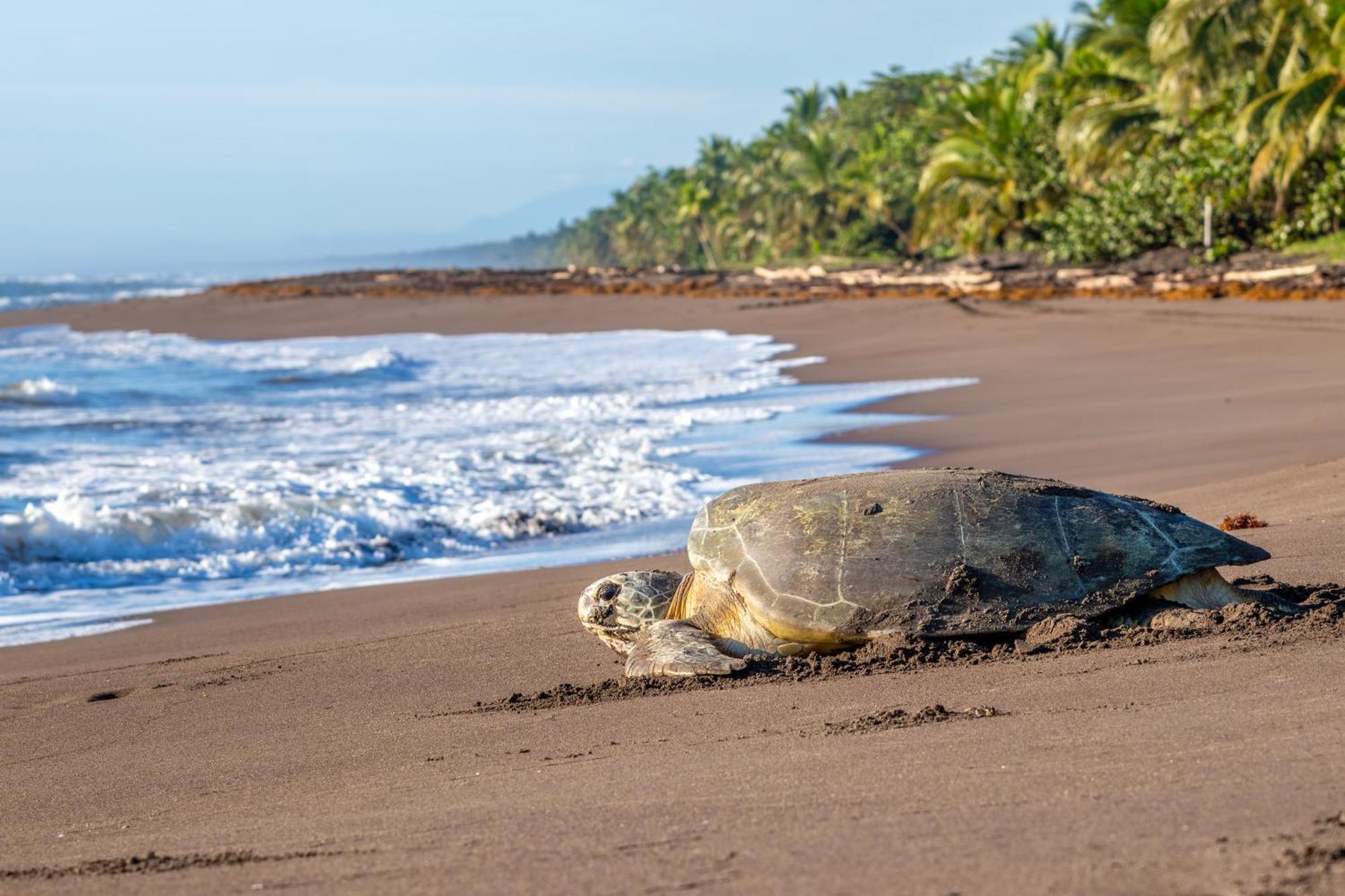 Caribbean View House * Tortuguero