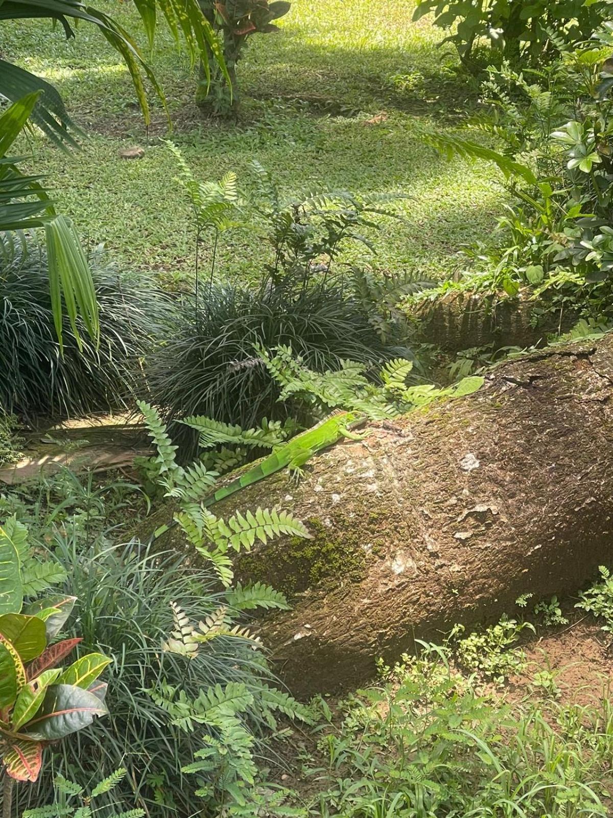 La Foresta Nature