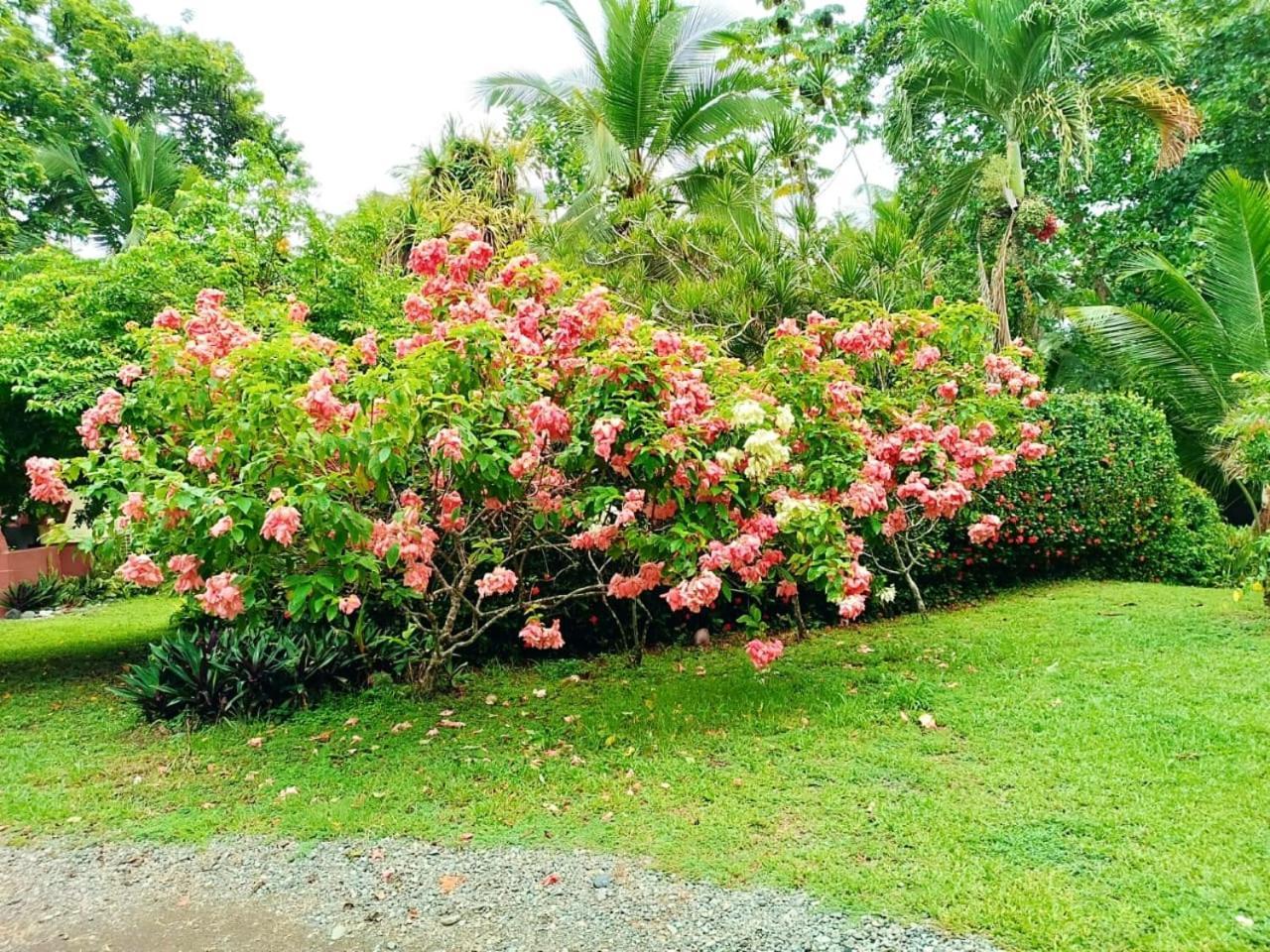 La Diosa Cahuita