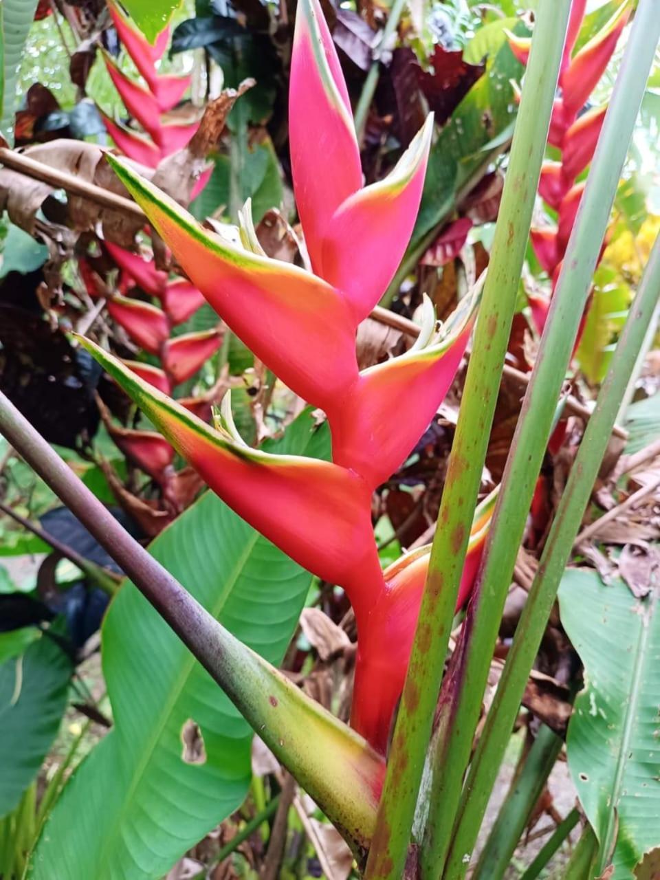Bed & Breakfast La Diosa Cahuita