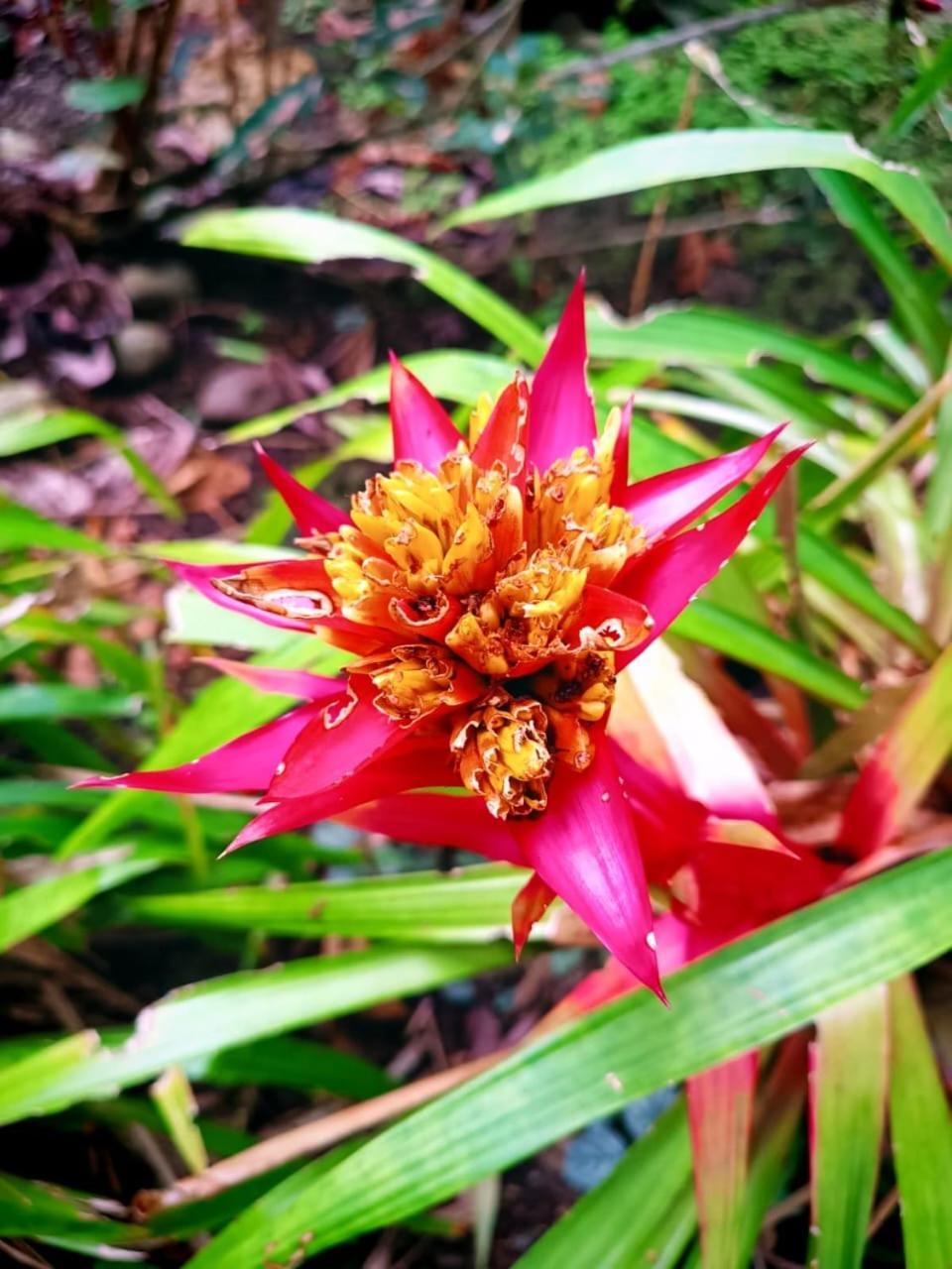 La Diosa Cahuita