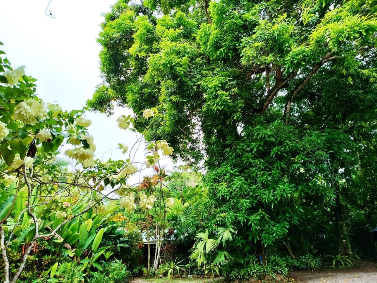 La Diosa Bed & Breakfast Cahuita