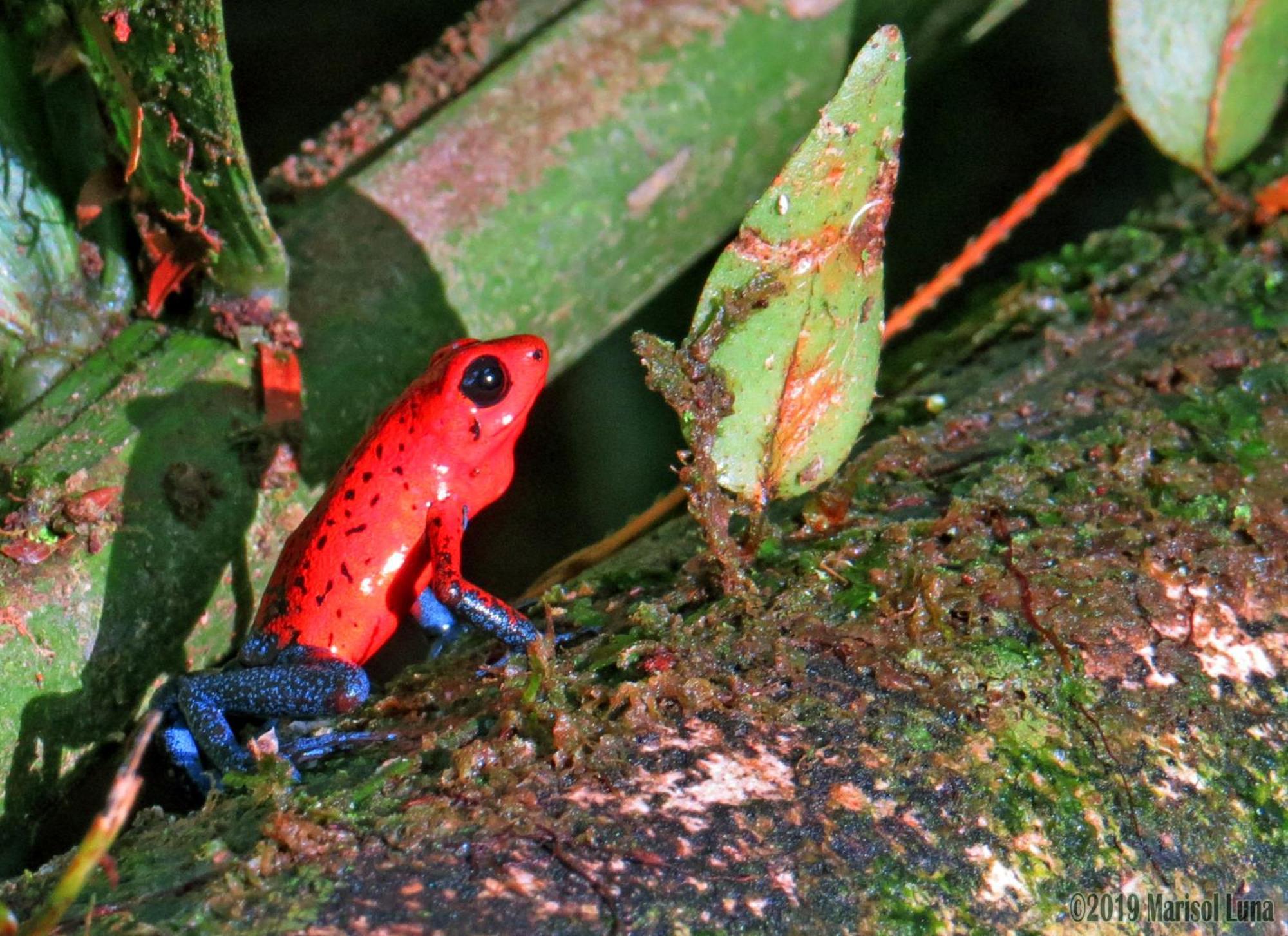 La Selva Biological Station Hotel 2*