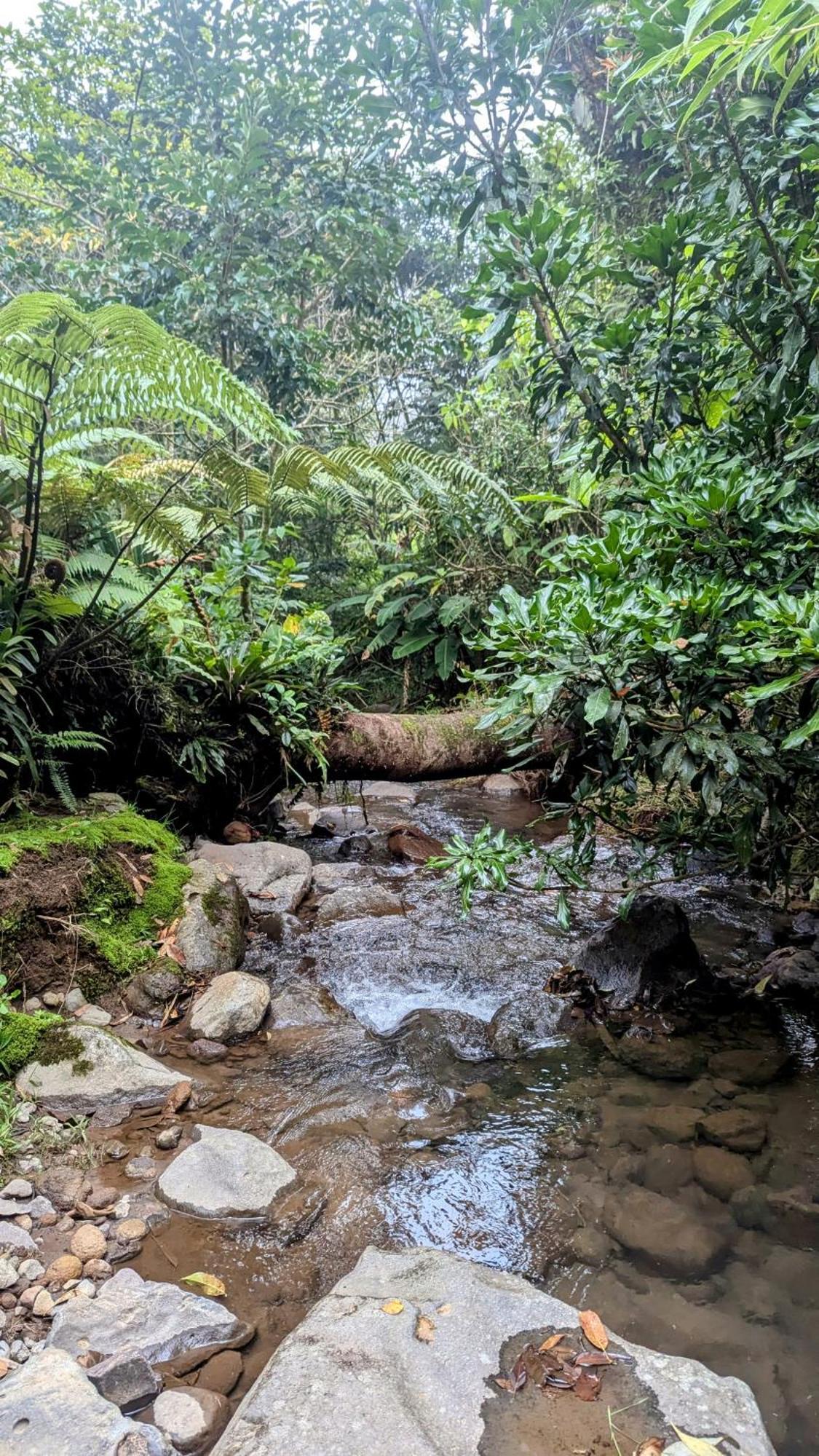 Olingo Monteverde