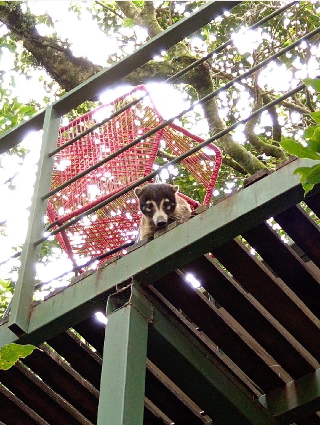 Jungle Living Tree Lodge Monteverde