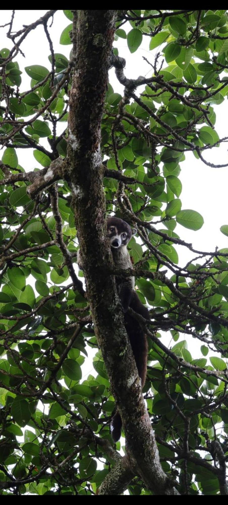 Lodge Jungle Living Tree