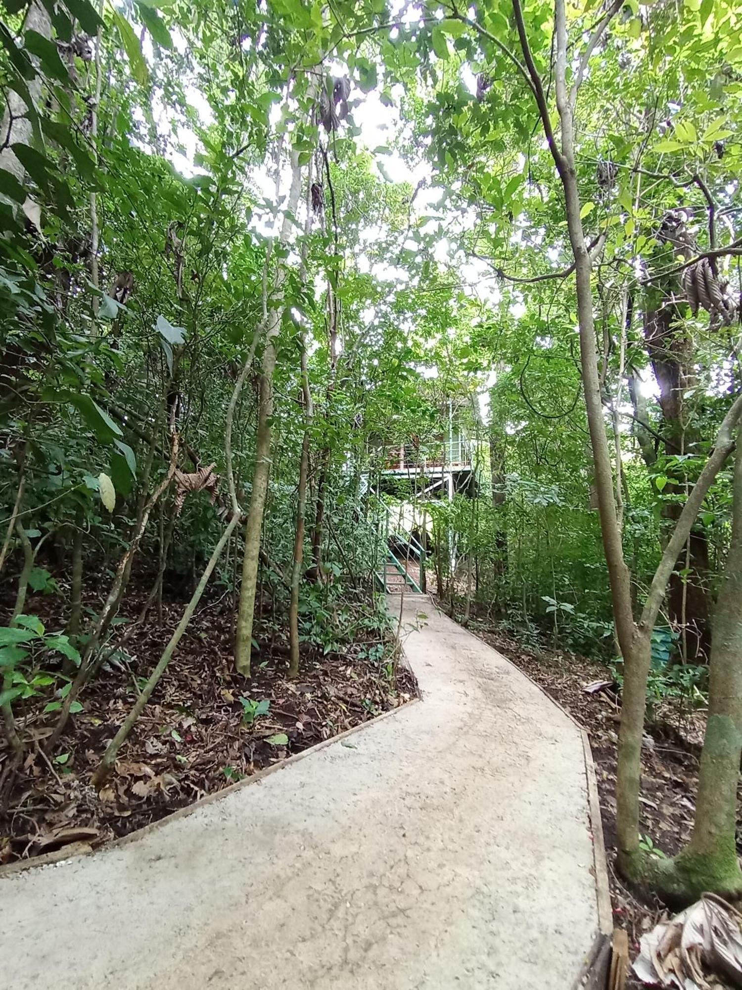 Jungle Living Tree *