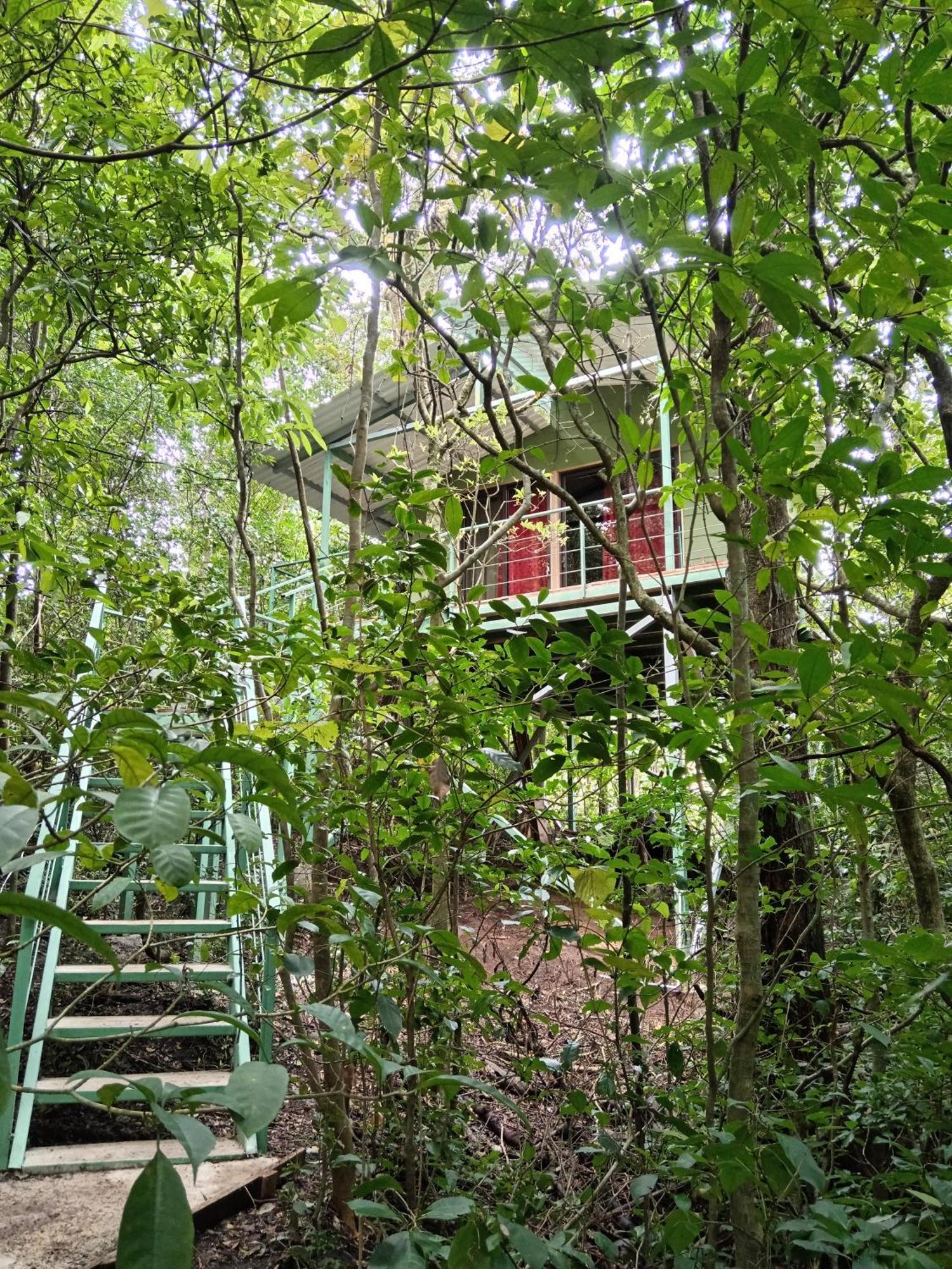 Jungle Living Tree *