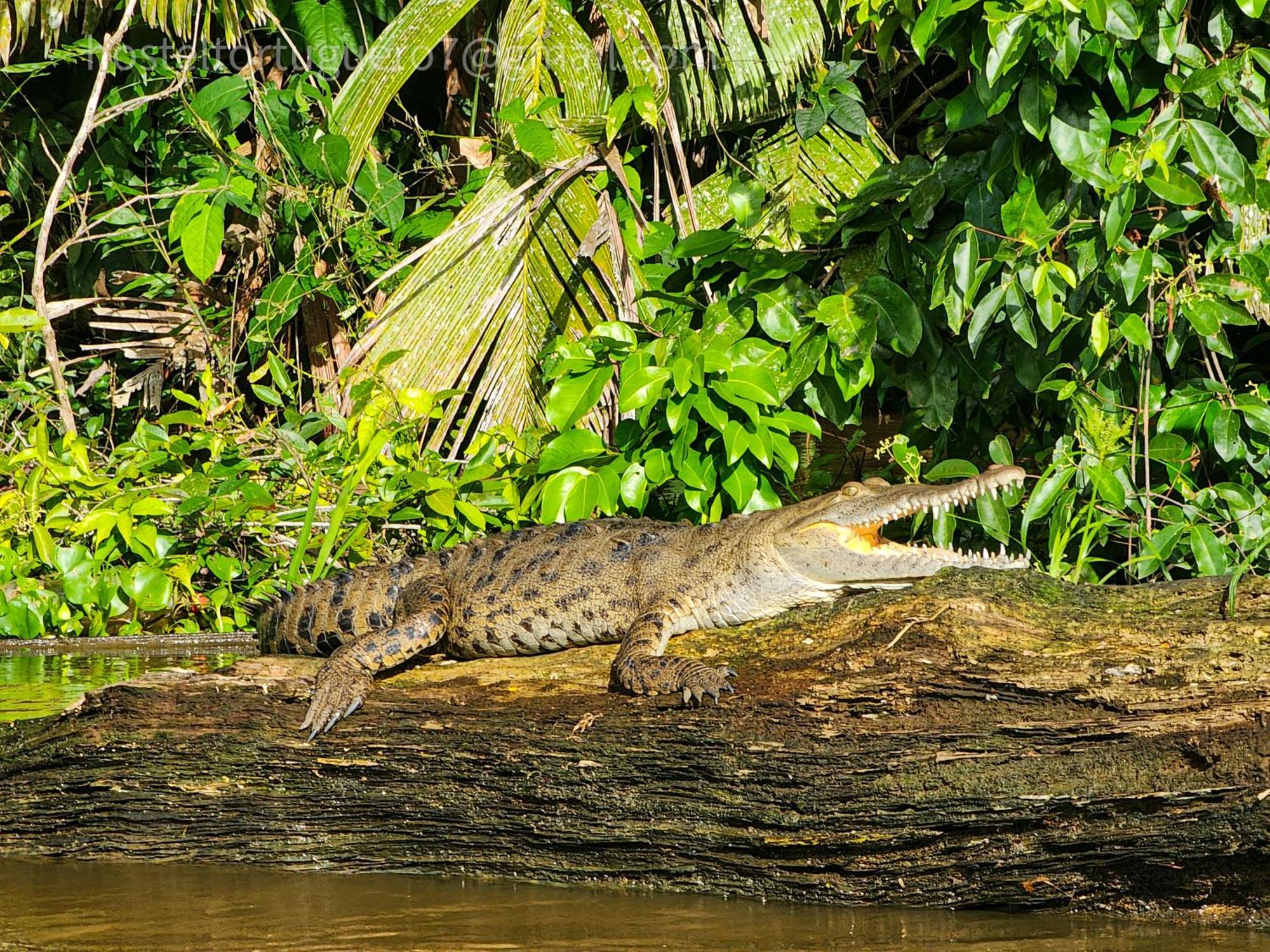 Departamento 7 Tortuguero